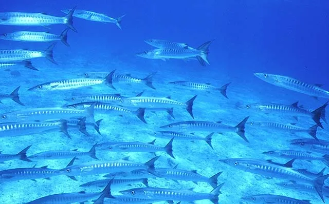 Blackfin barracuda