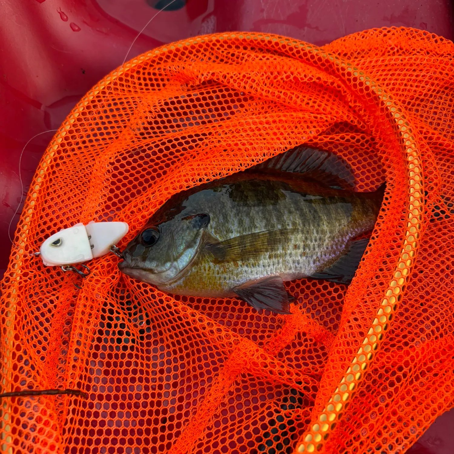 Bluegill caught on Fishbrain
