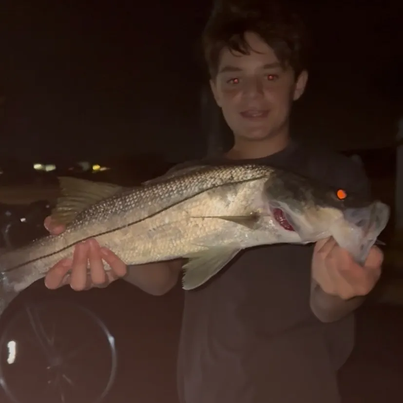 Common snook caught on Fishbrain