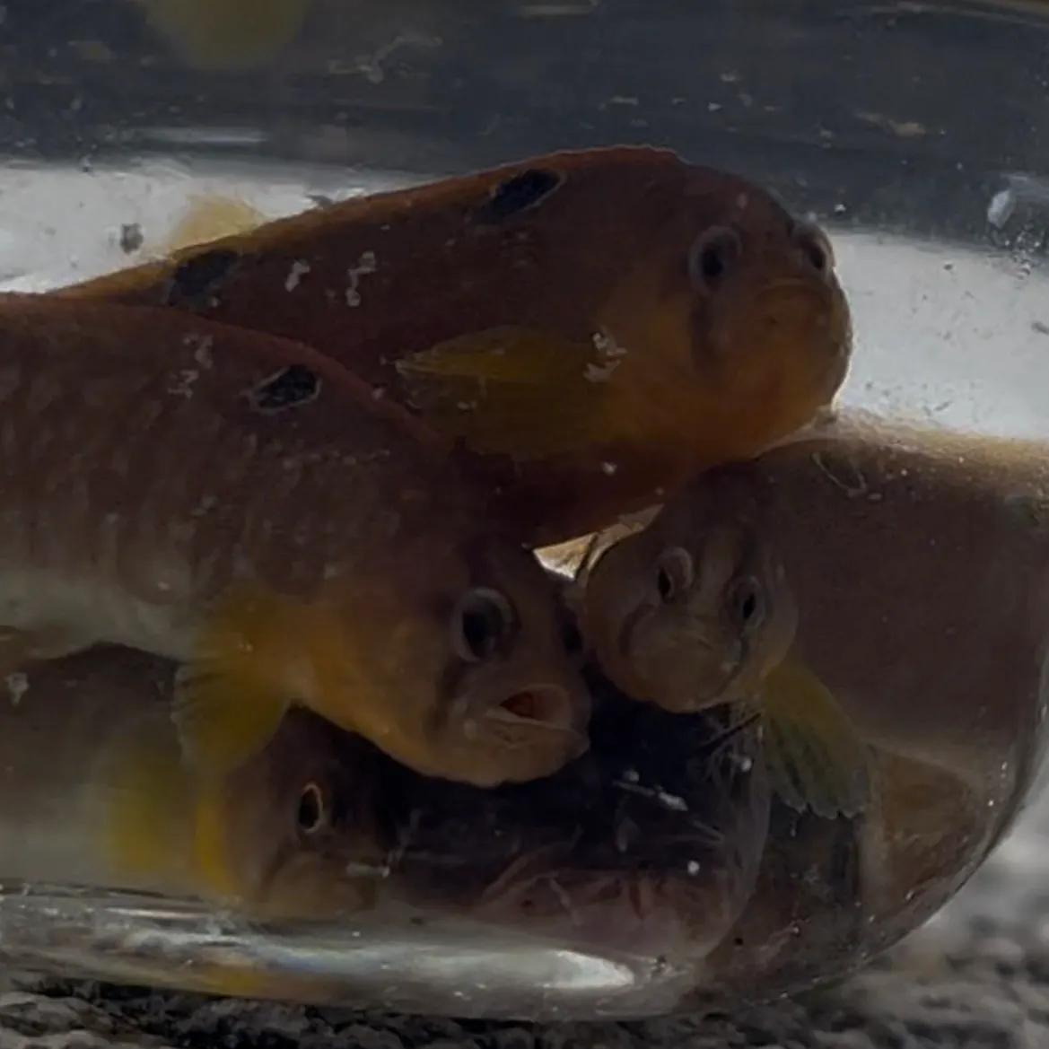 The most recent Rock gunnel catches on Fishbrain