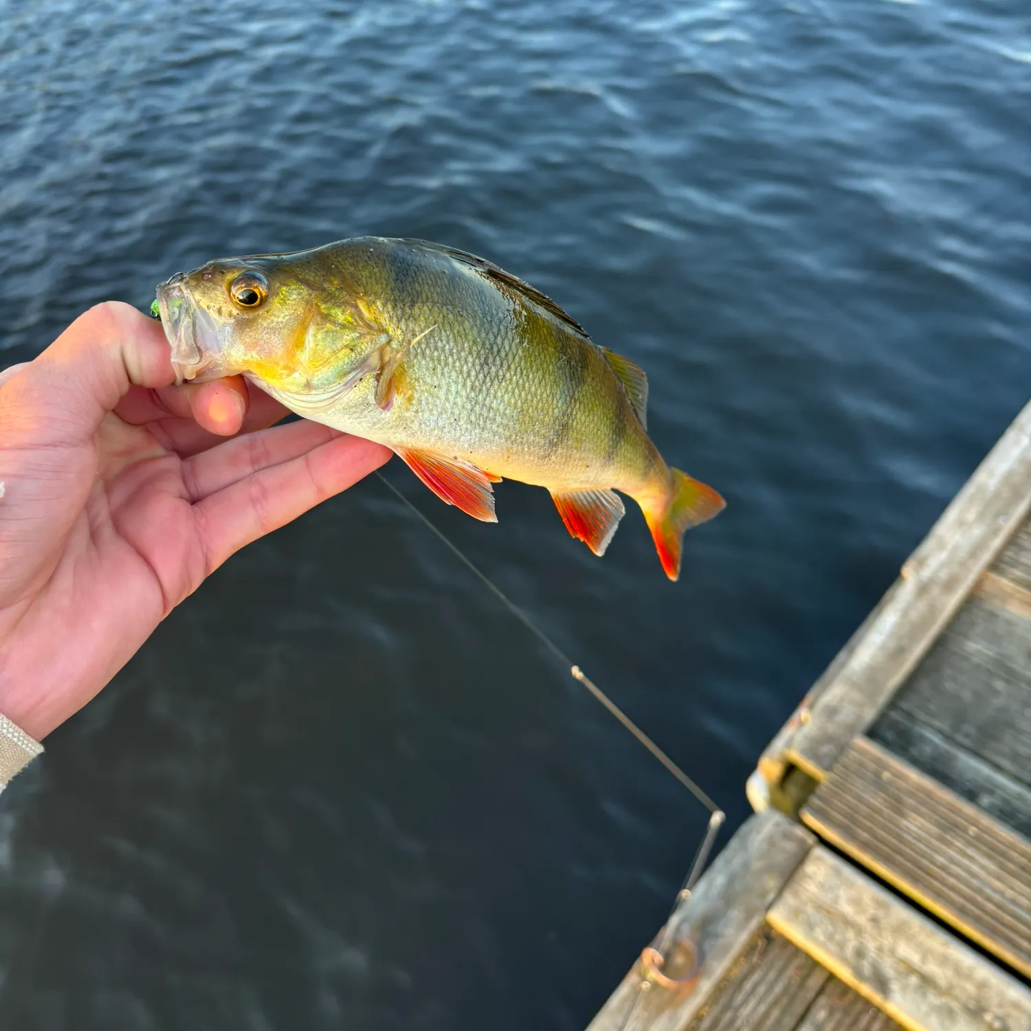 European perch caught on Fishbrain