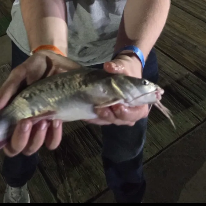 Hardhead sea catfish caught on Fishbrain