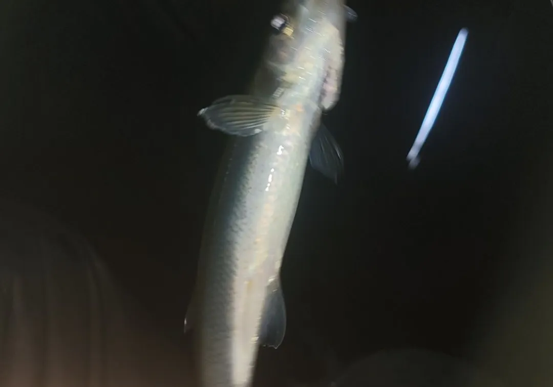 Arctic rainbow smelt