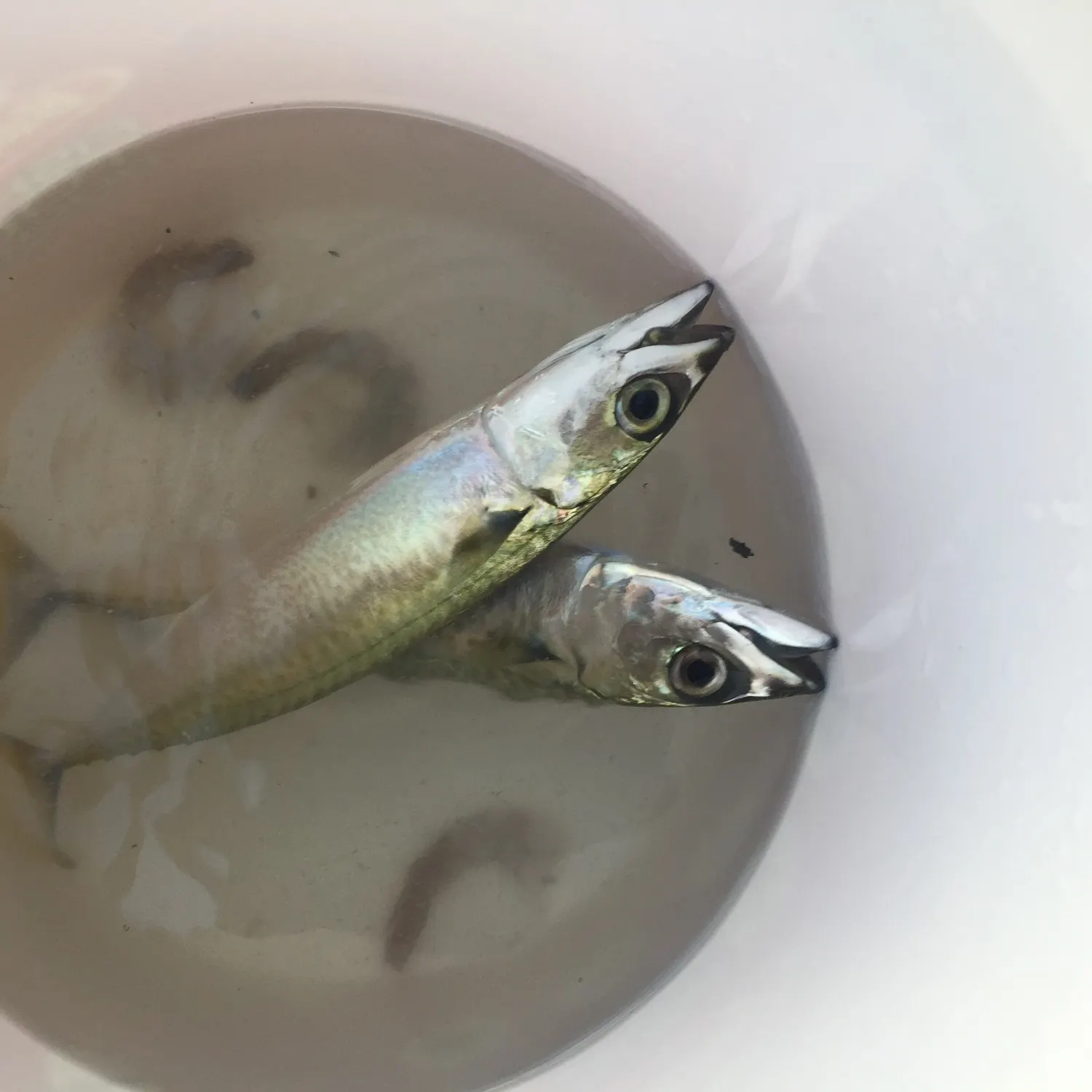 The most recent Mackerel scad catches on Fishbrain