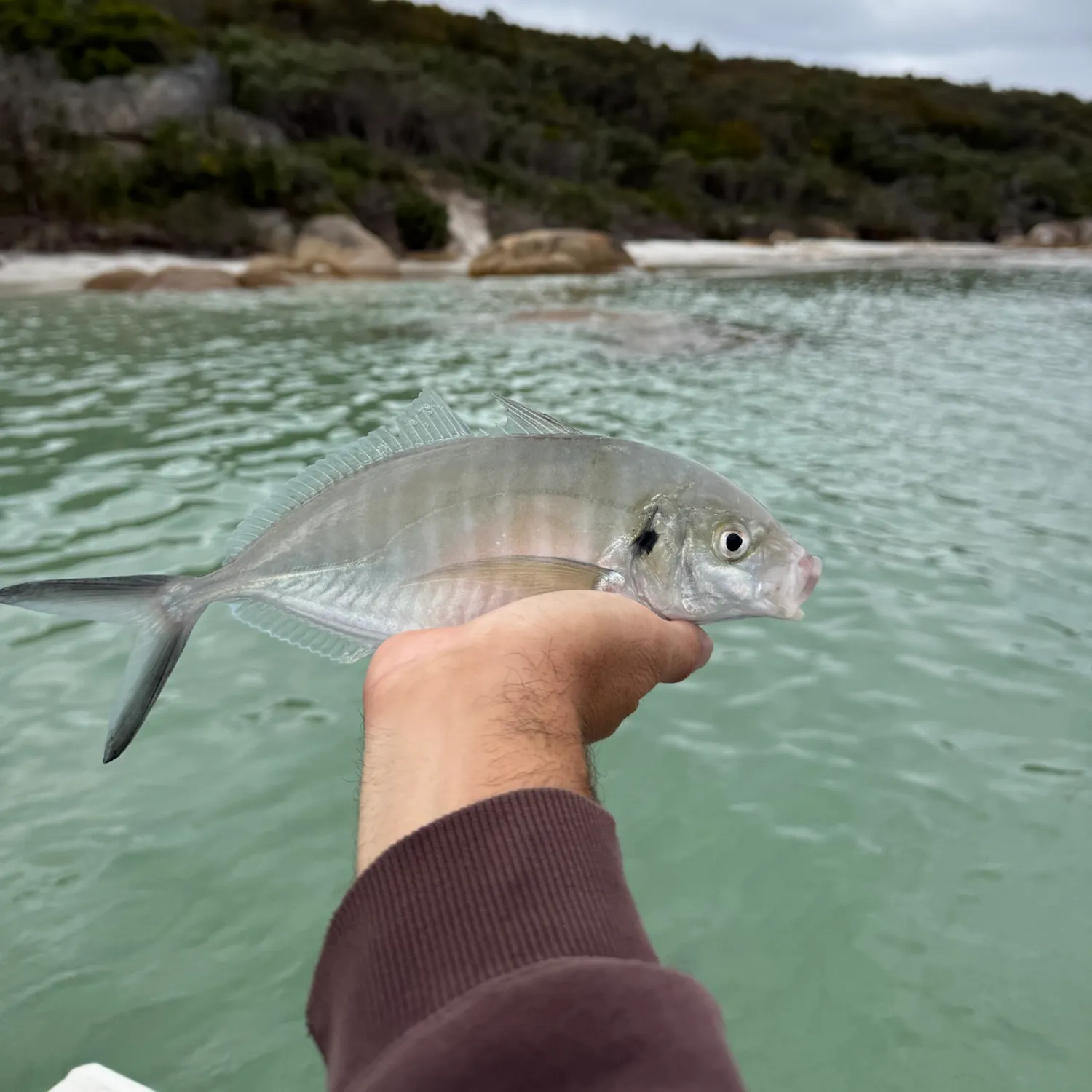 Silver trevally caught on Fishbrain
