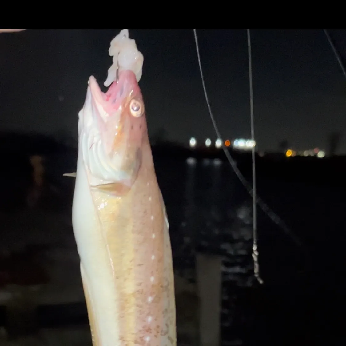 The most recent Spotted hake catches on Fishbrain