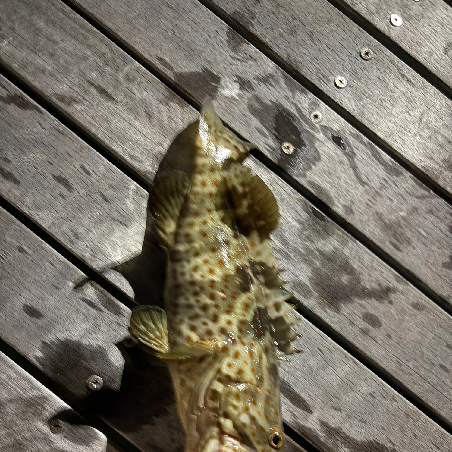 The most recent Greasy grouper catches on Fishbrain