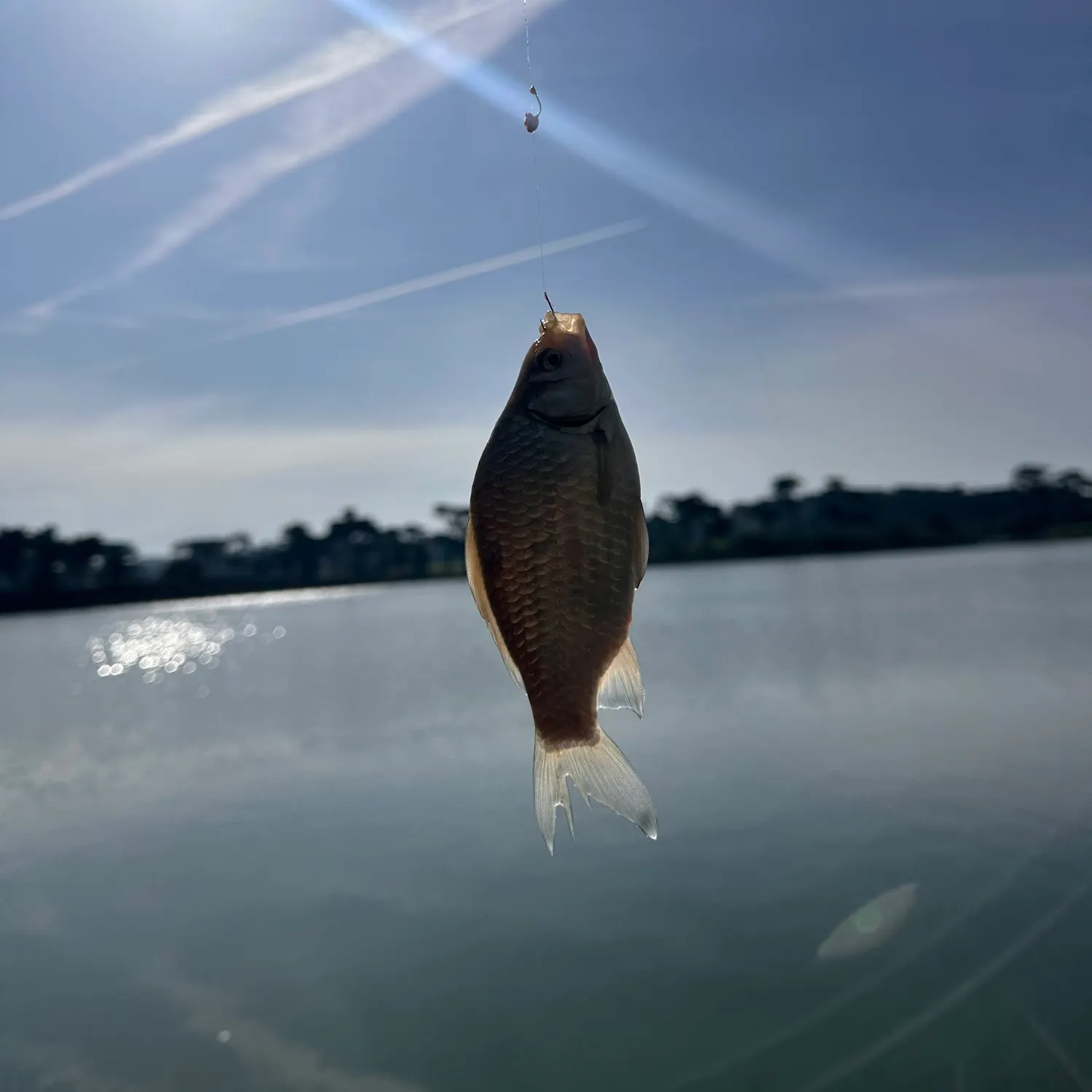 The most recent Crucian carp catches on Fishbrain