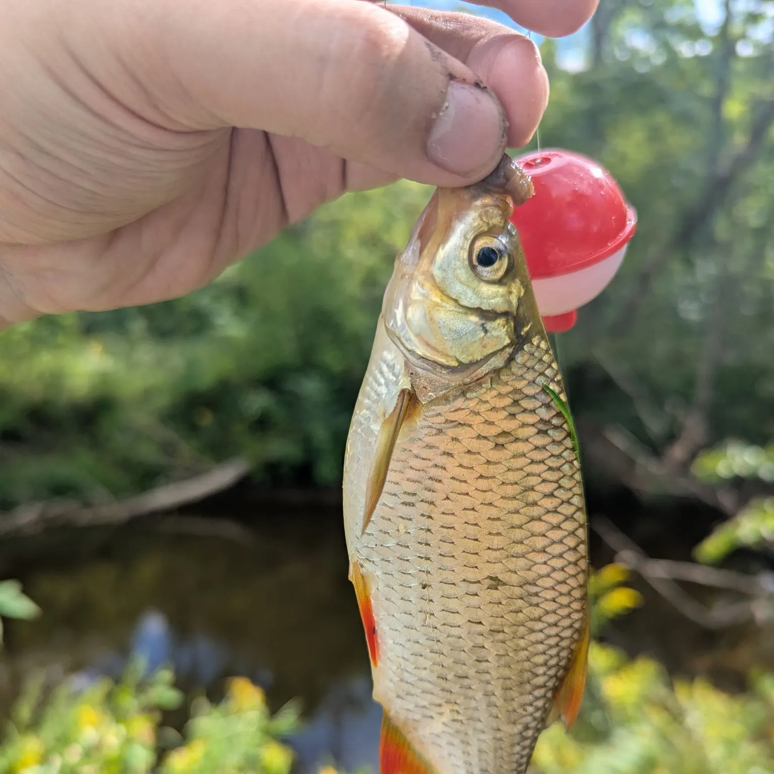 The most recent Common rudd catches on Fishbrain