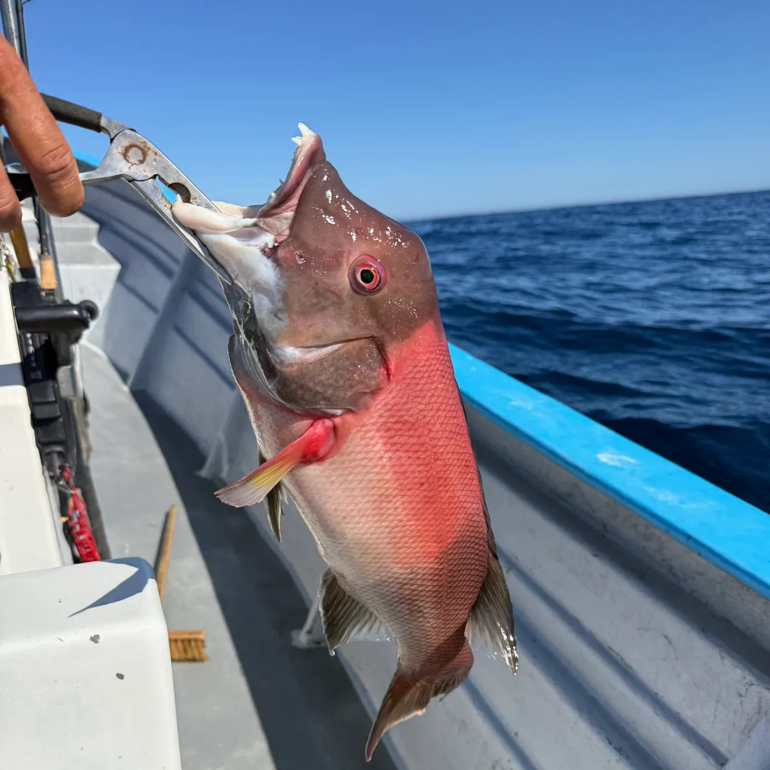 California sheephead caught on Fishbrain