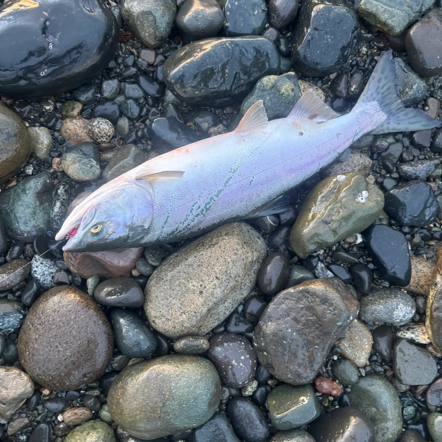The most recent Pink salmon catches on Fishbrain