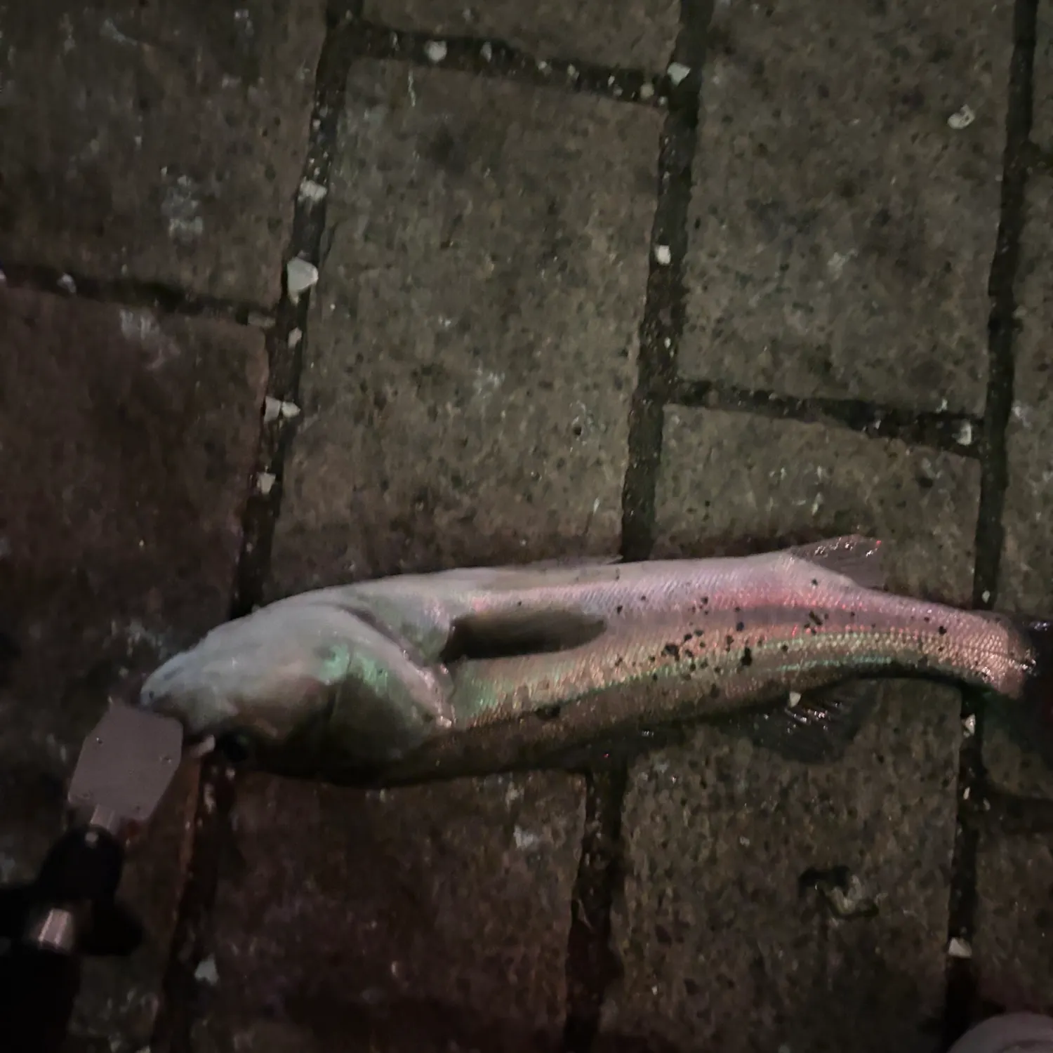 The most recent Japanese seabass catches on Fishbrain