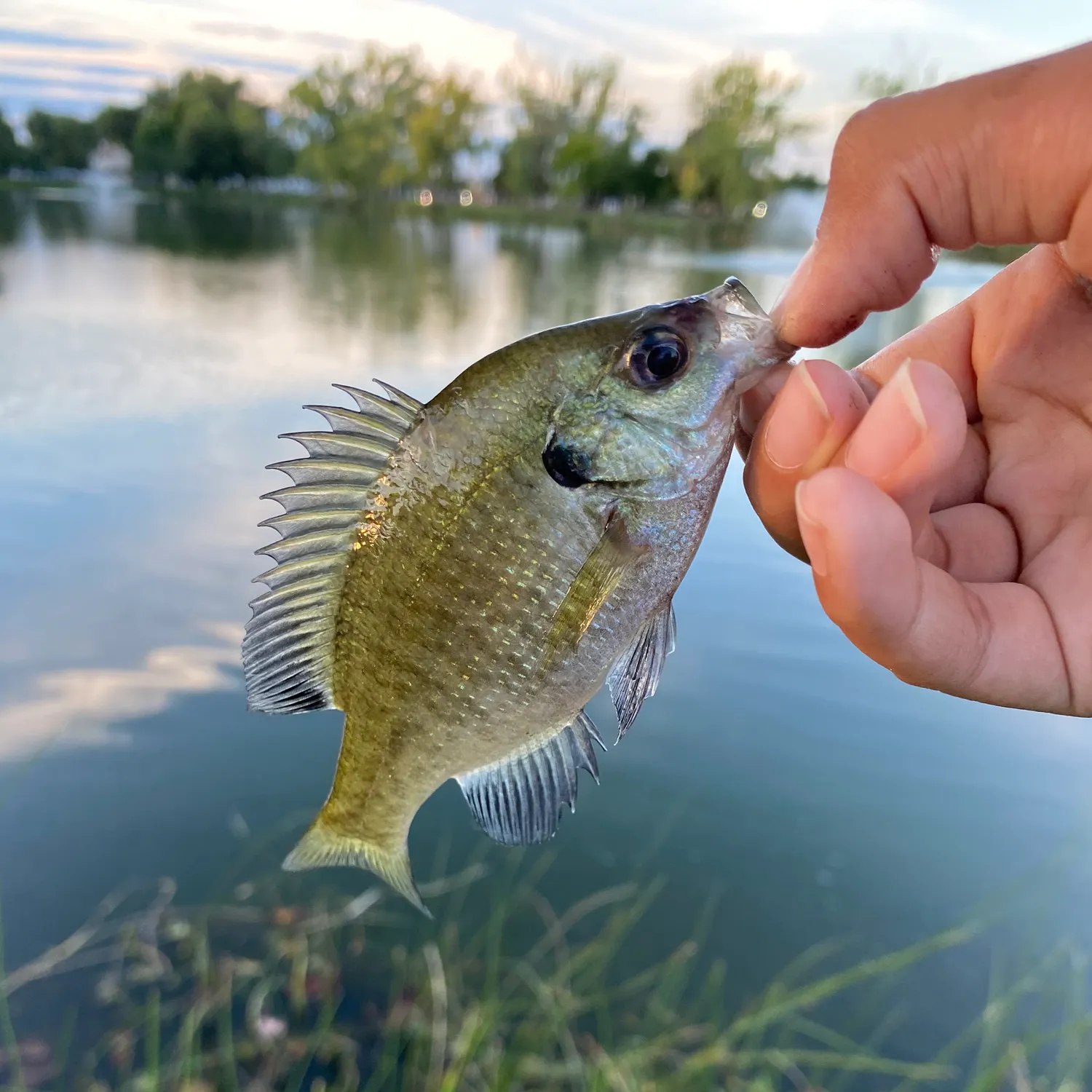 Bluegill caught on Fishbrain