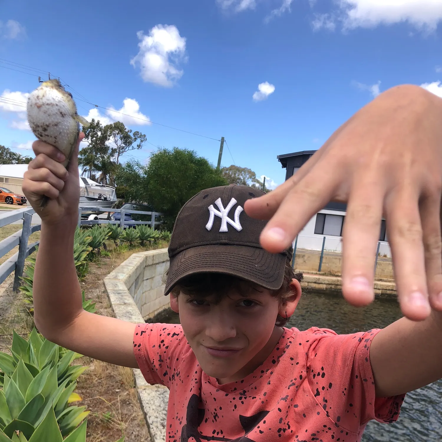 The most recent Milkspotted puffer catches on Fishbrain