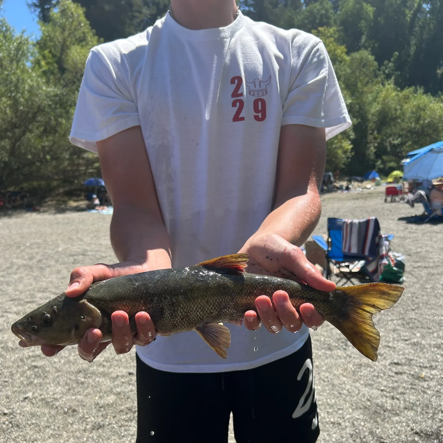 The most recent Hardhead minnow catches on Fishbrain