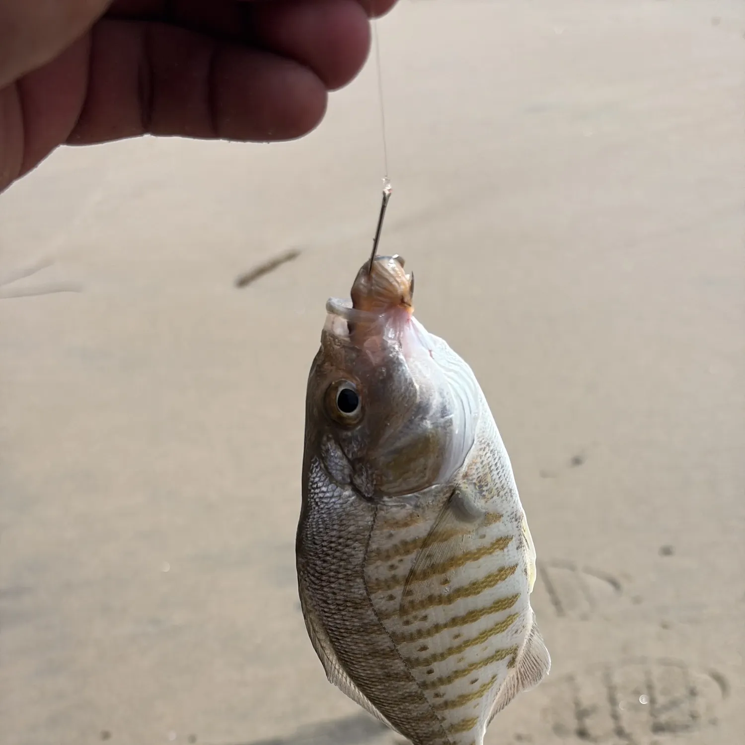 The most recent Barred surfperch catches on Fishbrain