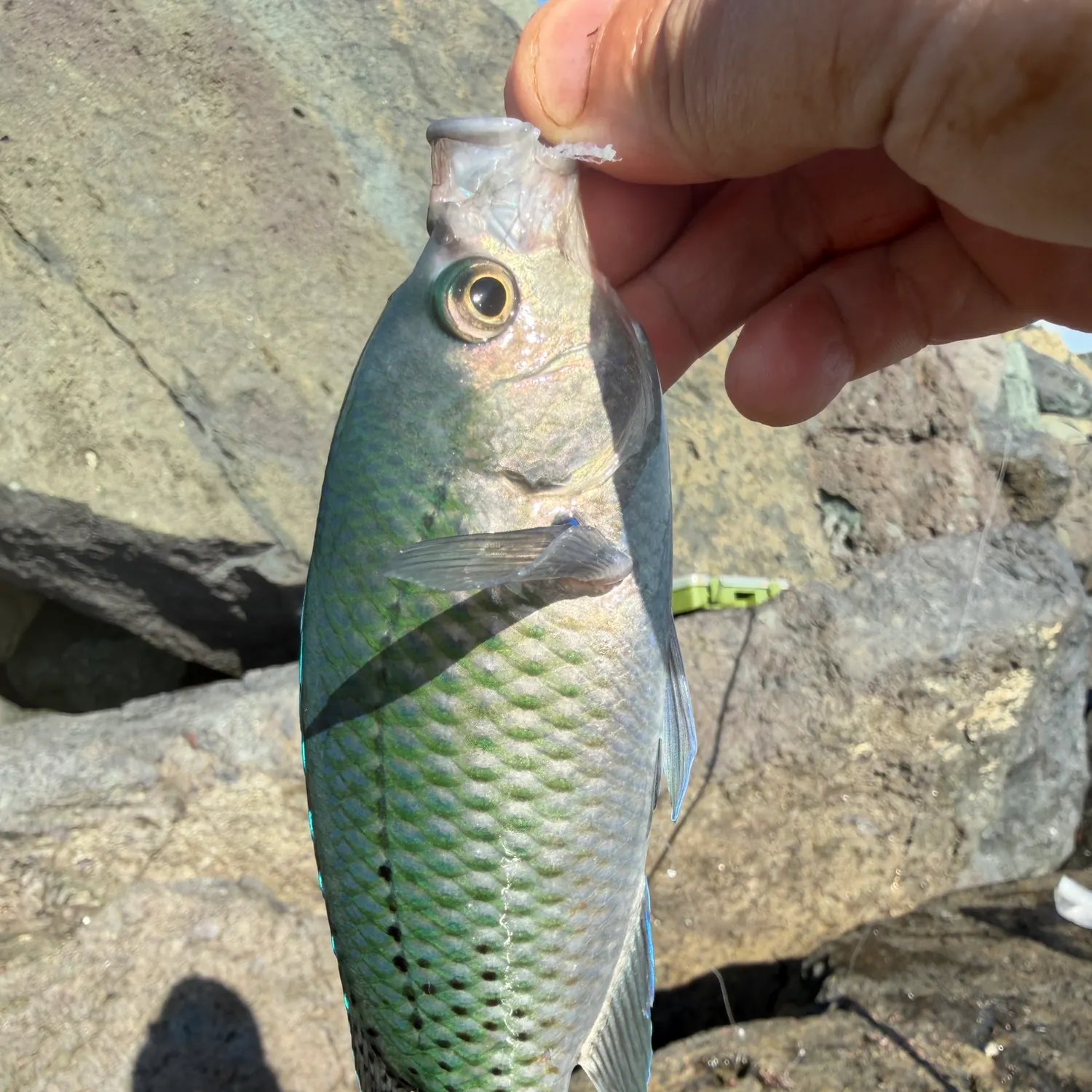 The most recent Blacksmith catches on Fishbrain