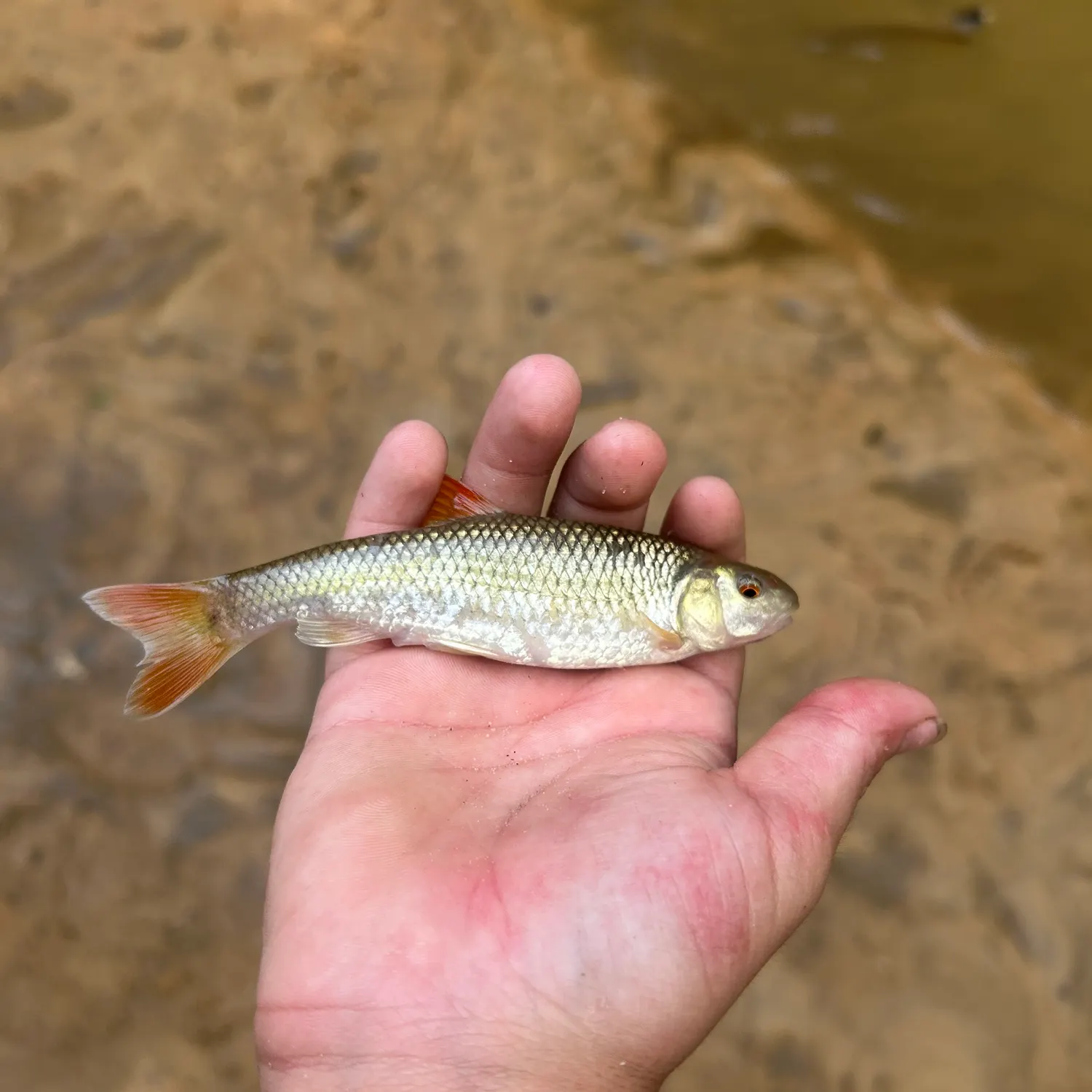 The most recent Redtail chub catches on Fishbrain