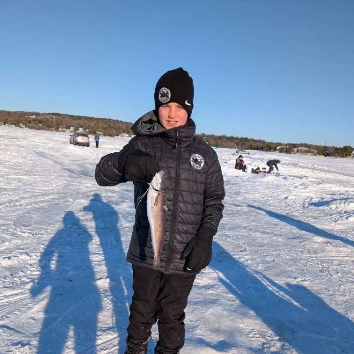The most recent White hake catches on Fishbrain