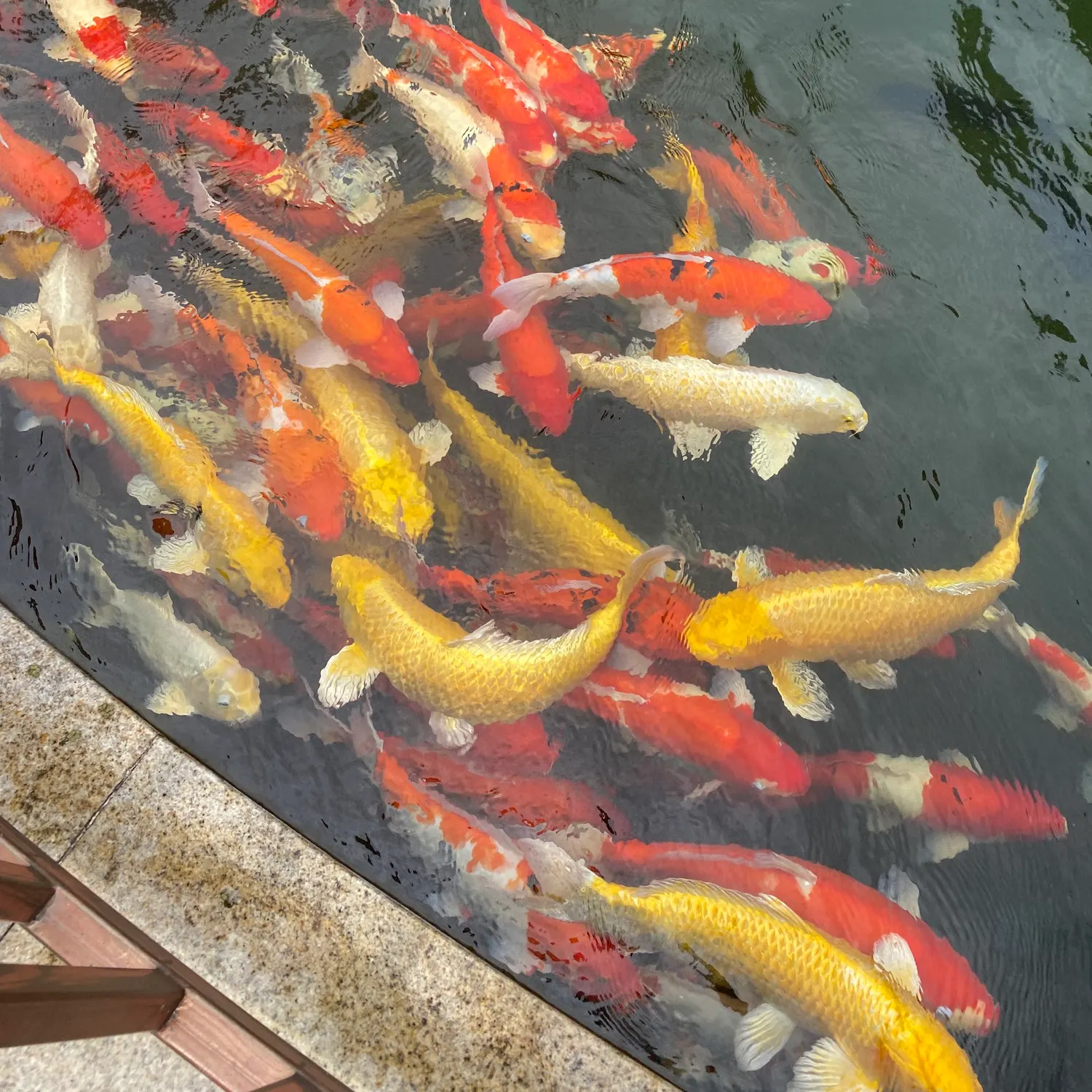 The most recent Koi carp catches on Fishbrain