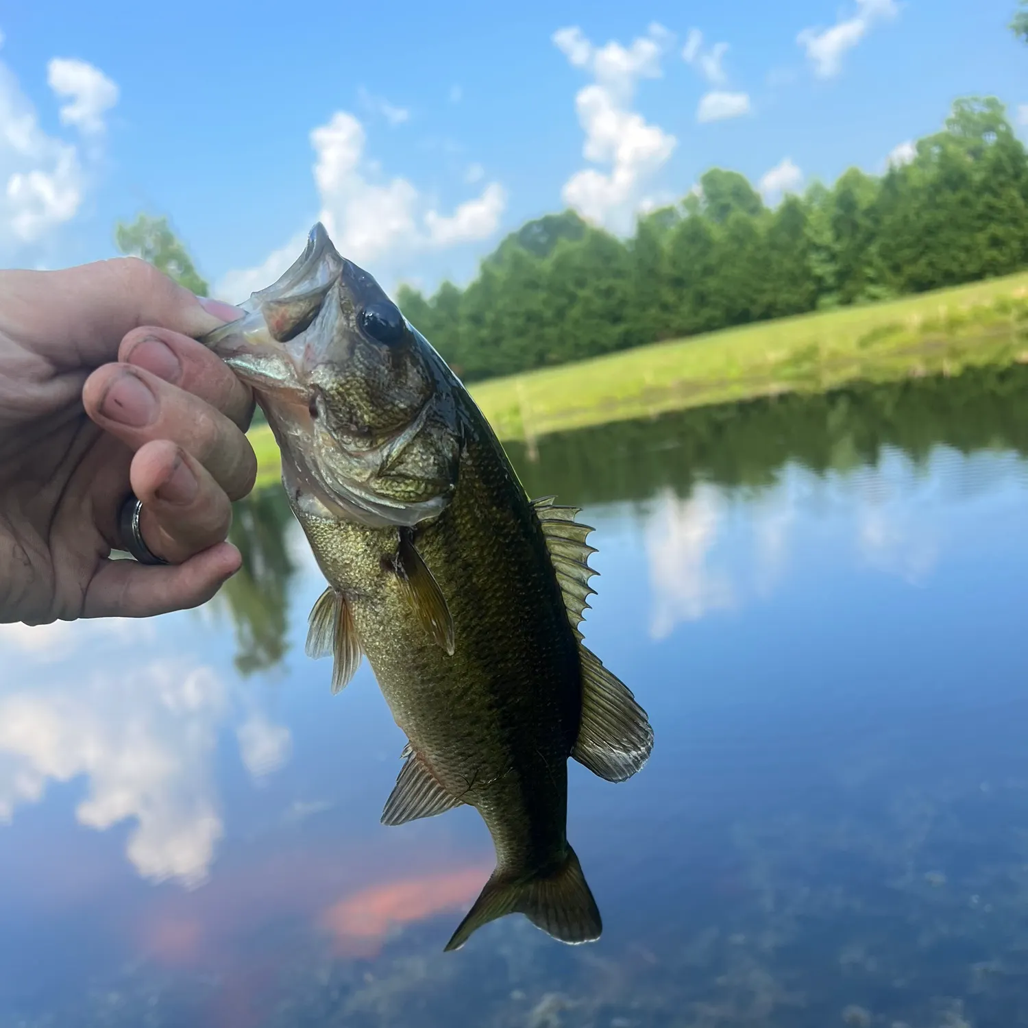 The most recent Largemouth bass catches on Fishbrain