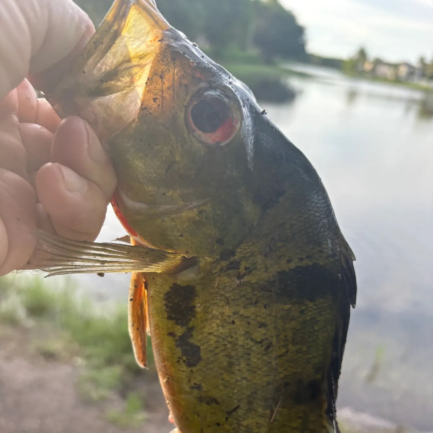 The most recent Butterfly peacock bass catches on Fishbrain