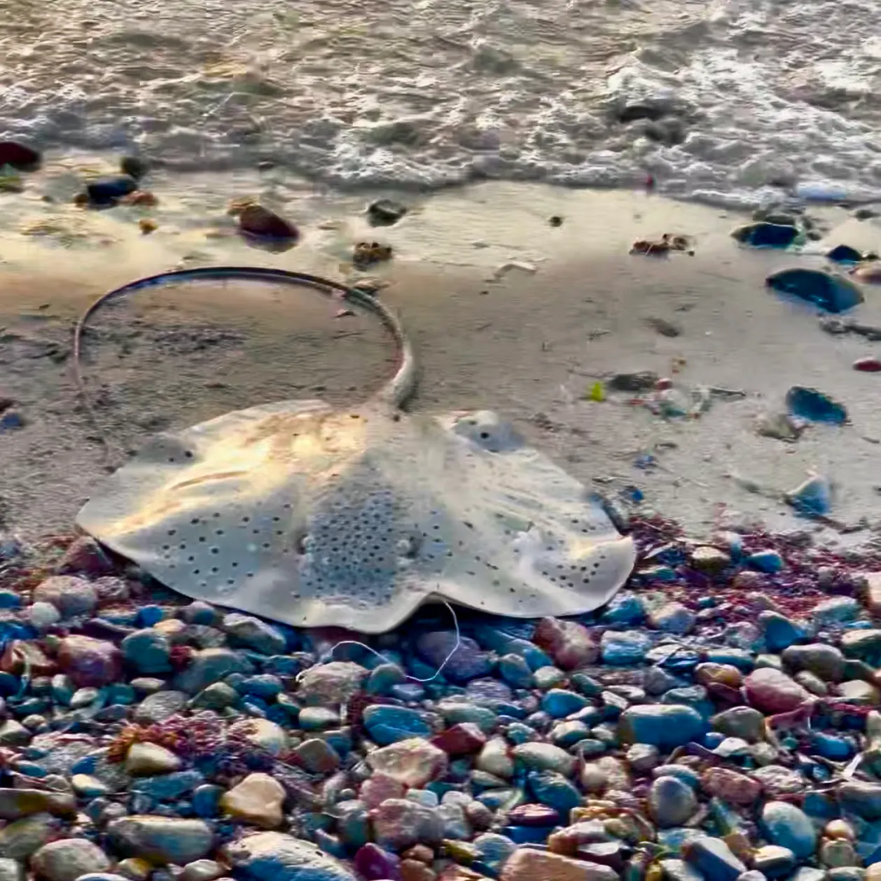 The most recent Common stingray catches on Fishbrain