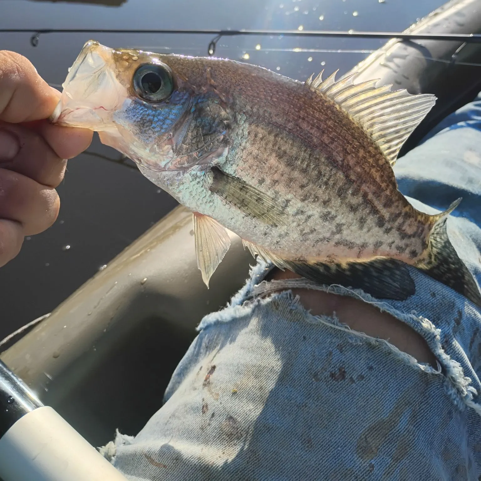 White crappie caught on Fishbrain