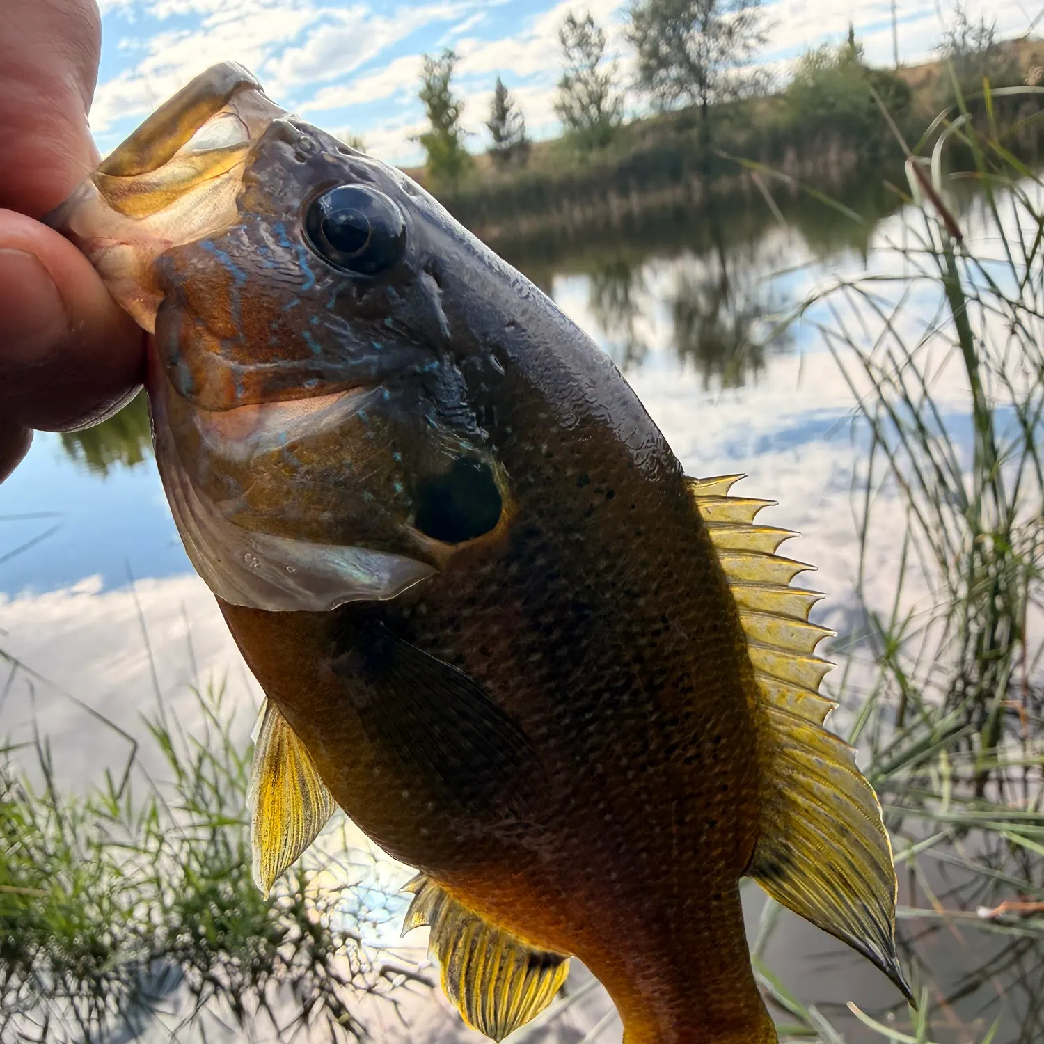 Green sunfish caught on Fishbrain