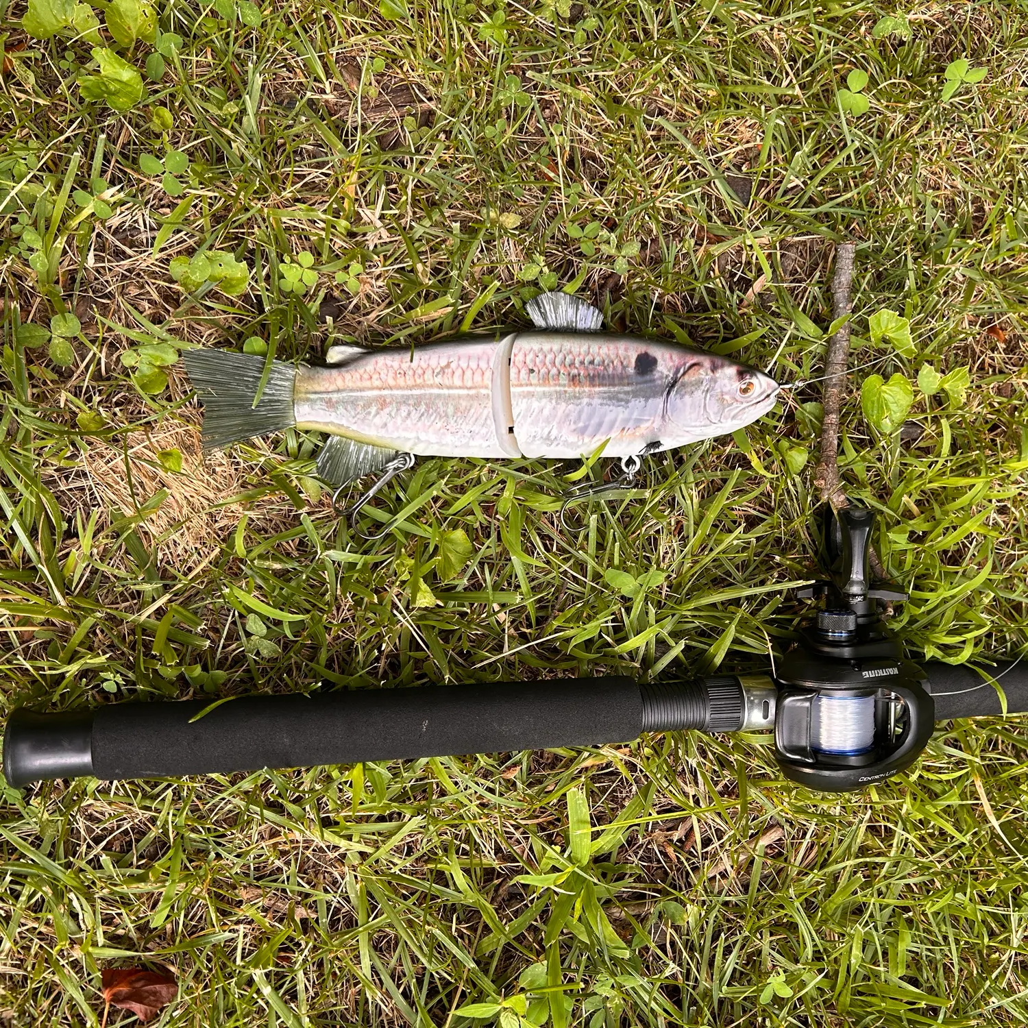 The most recent Alewife catches on Fishbrain