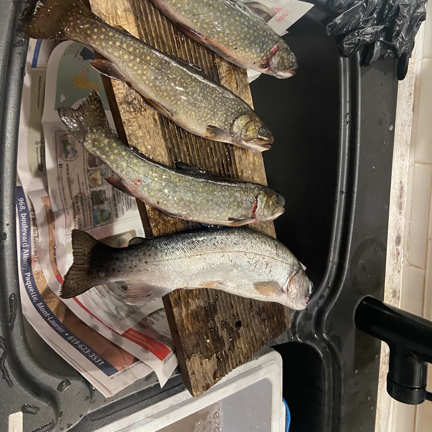 recently logged catches