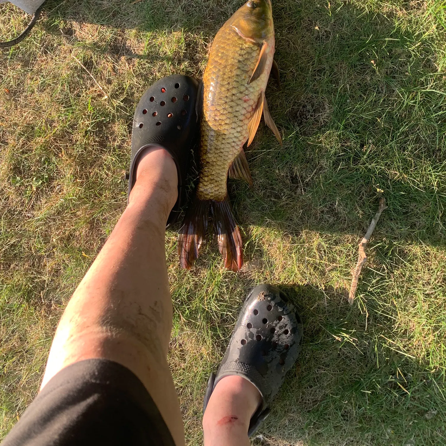 The most recent F1 carp catches on Fishbrain