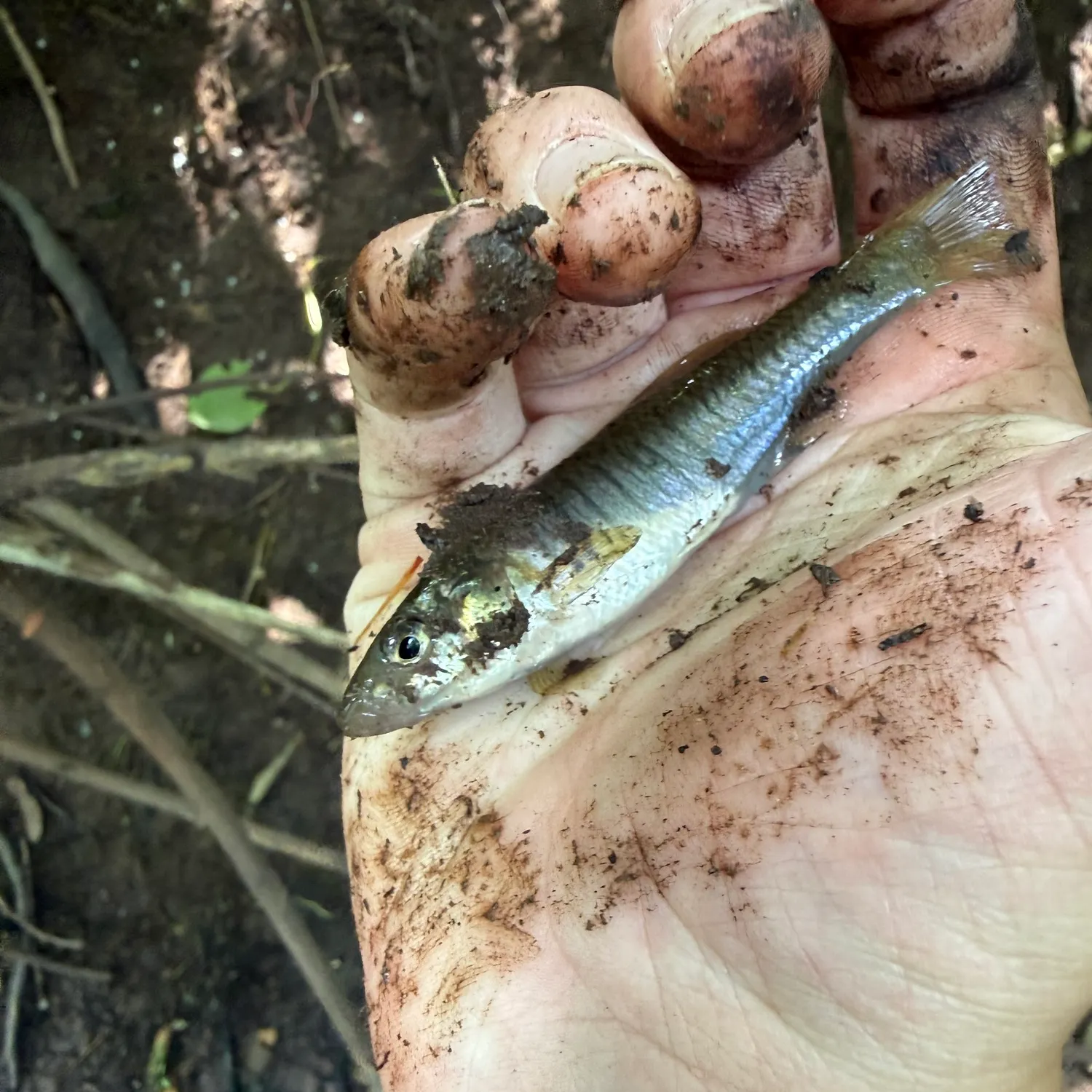 Banded killifish caught on Fishbrain
