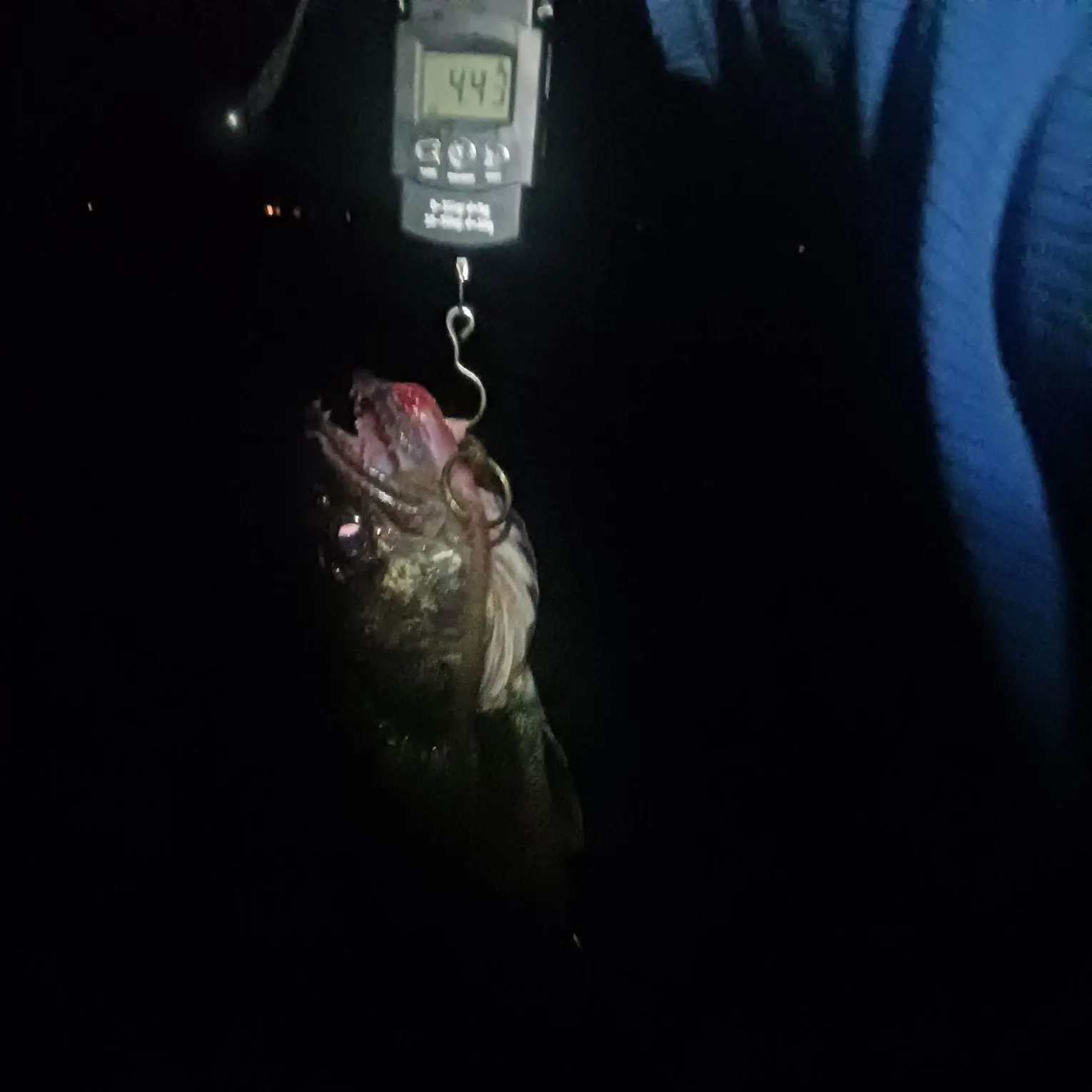 Walleye caught on Fishbrain