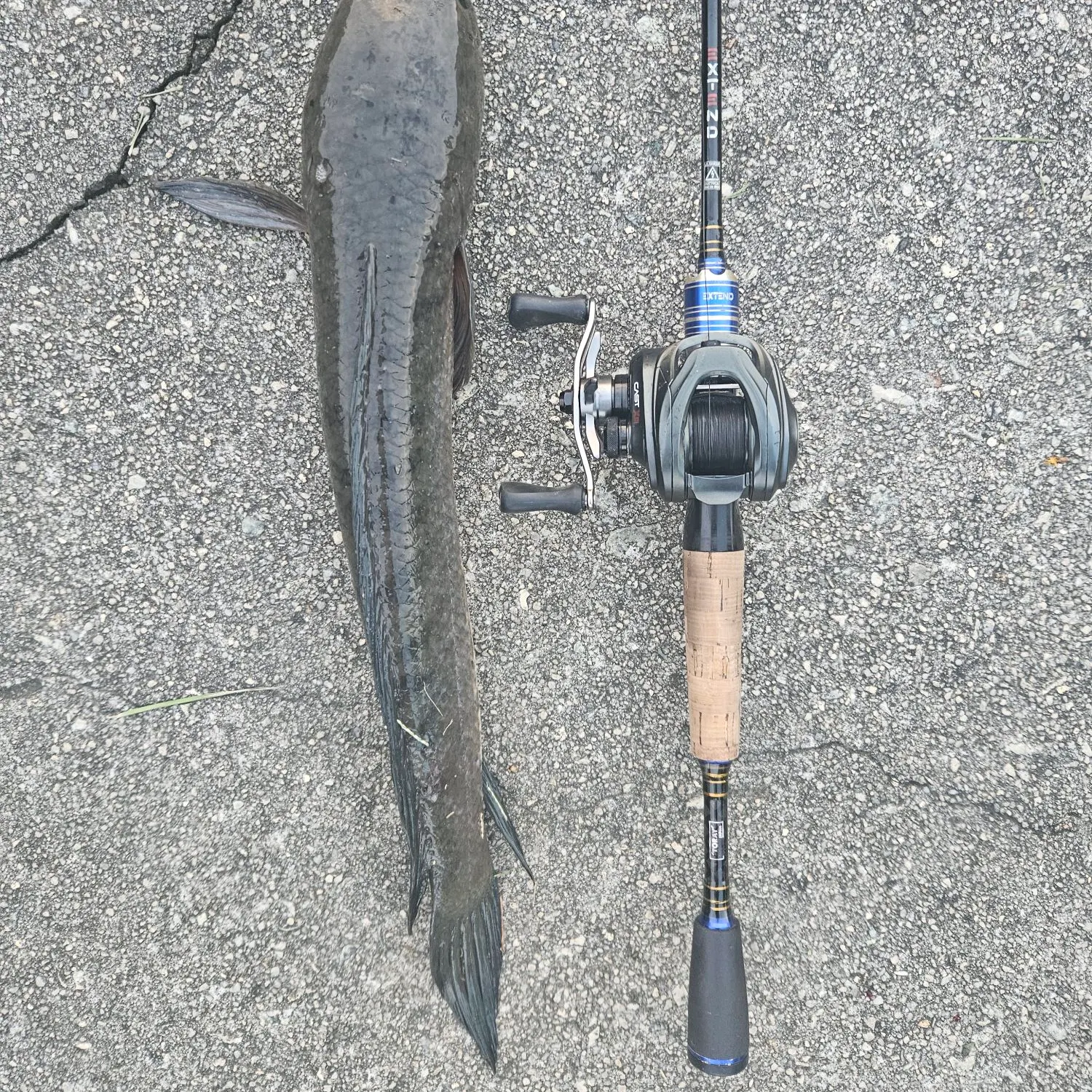 The most recent Striped snakehead catches on Fishbrain