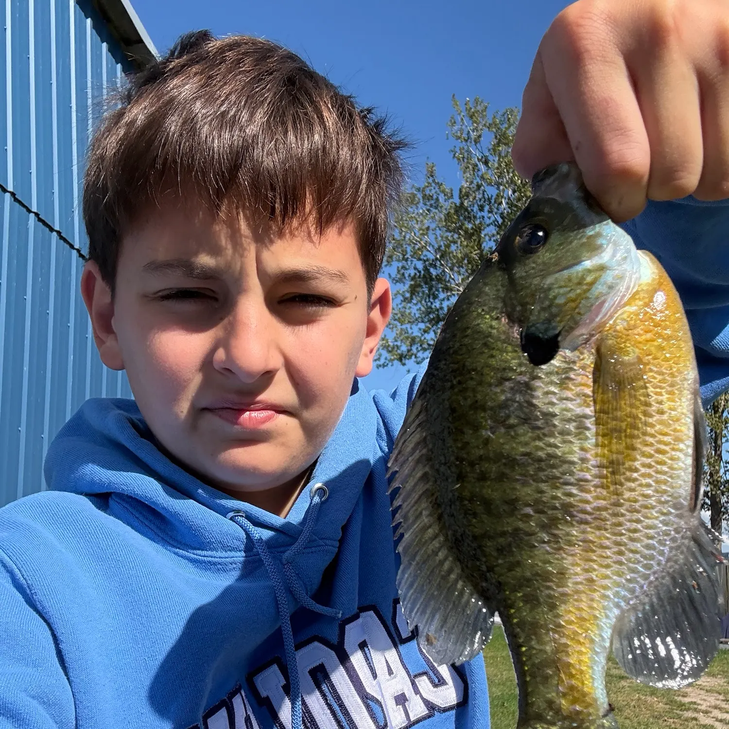 Bluegill caught on Fishbrain