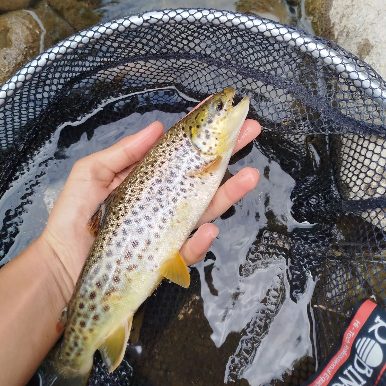 Brown trout caught on Fishbrain
