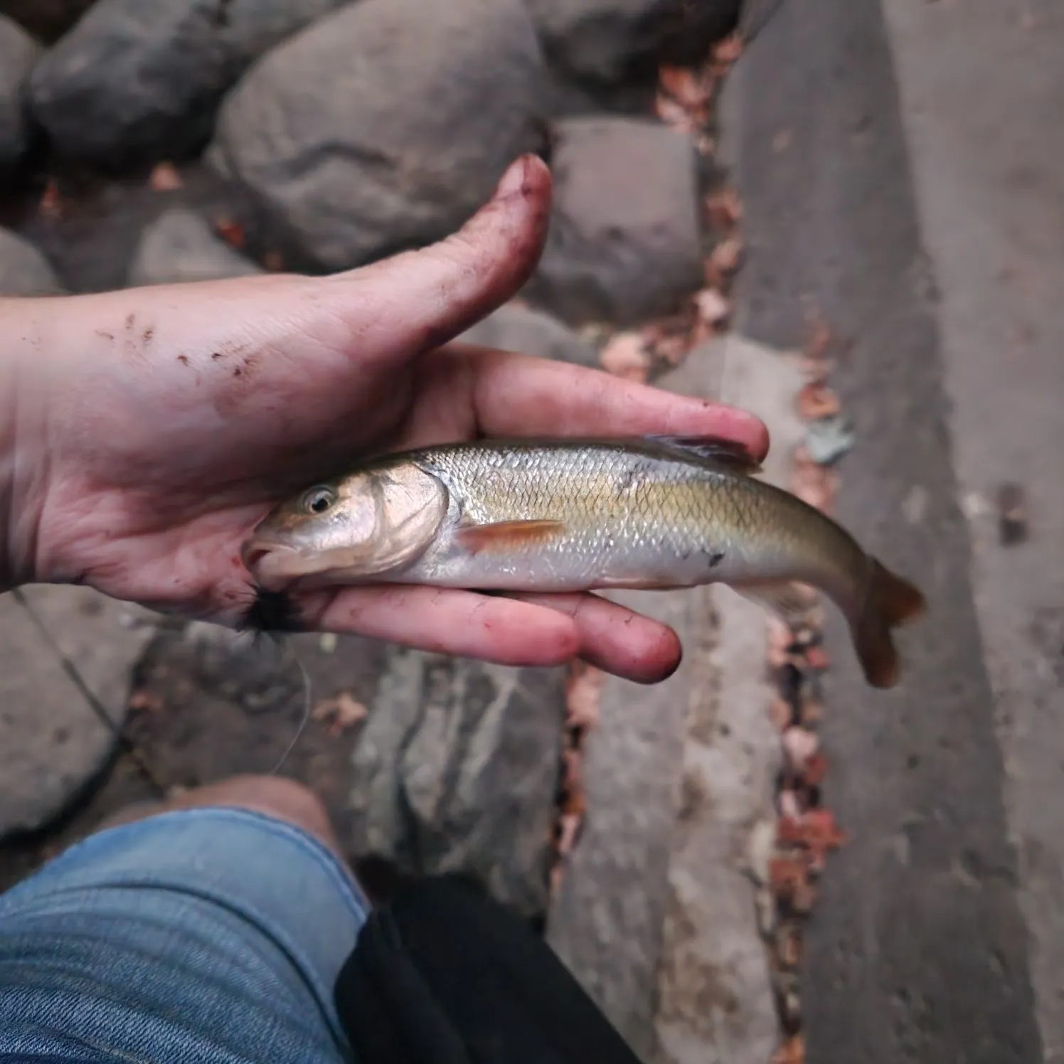 Creek chub caught on Fishbrain