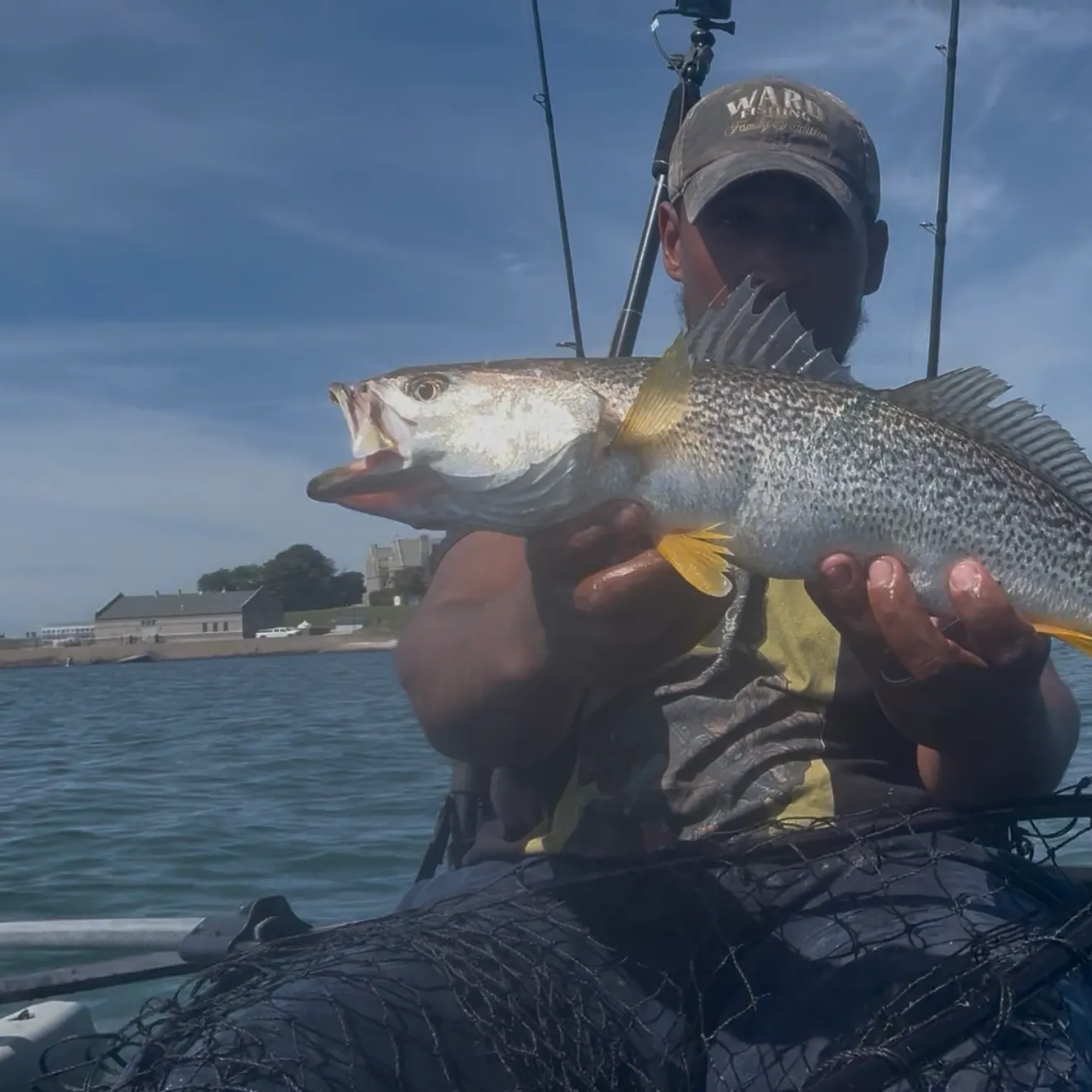 Gray weakfish caught on Fishbrain