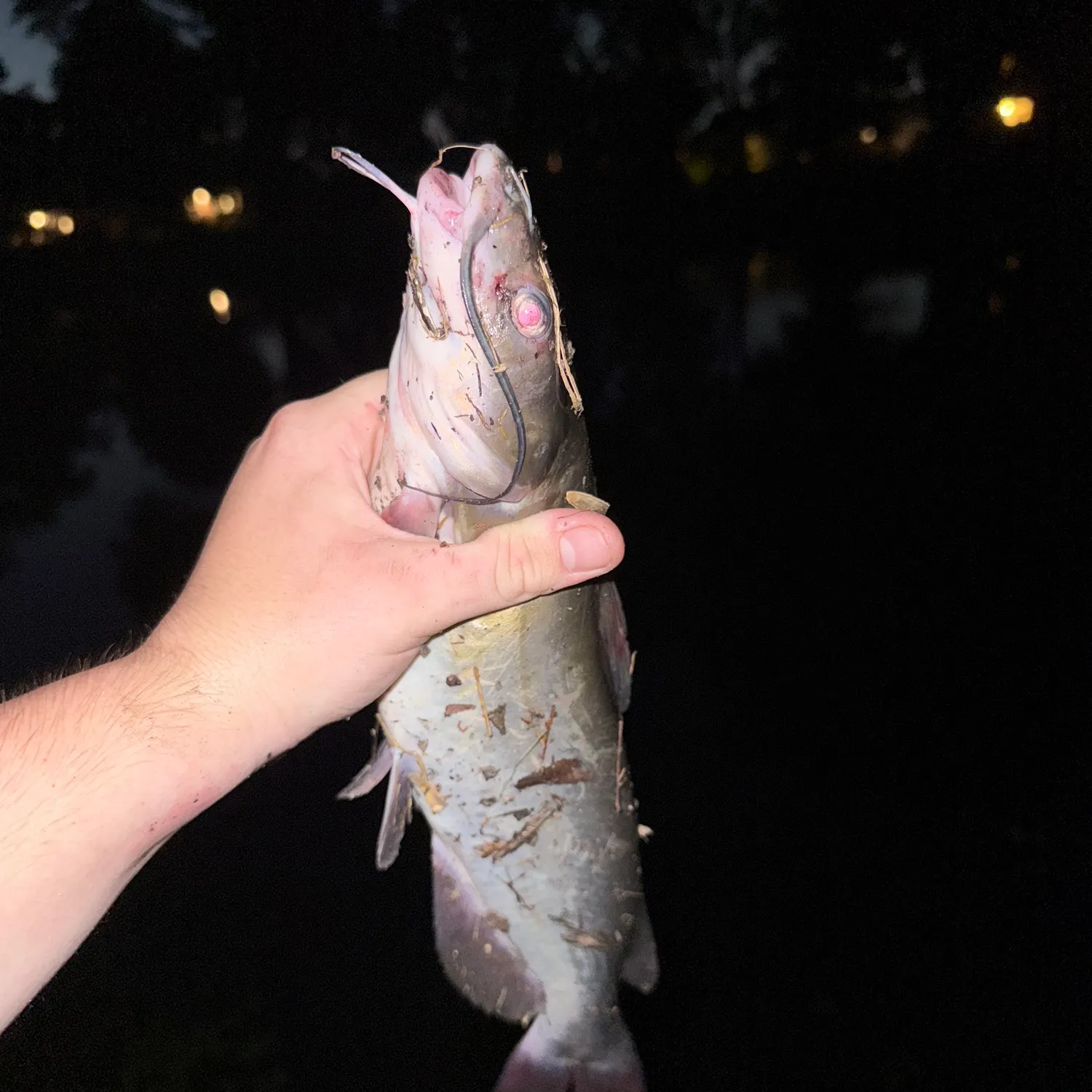 Channel catfish caught on Fishbrain