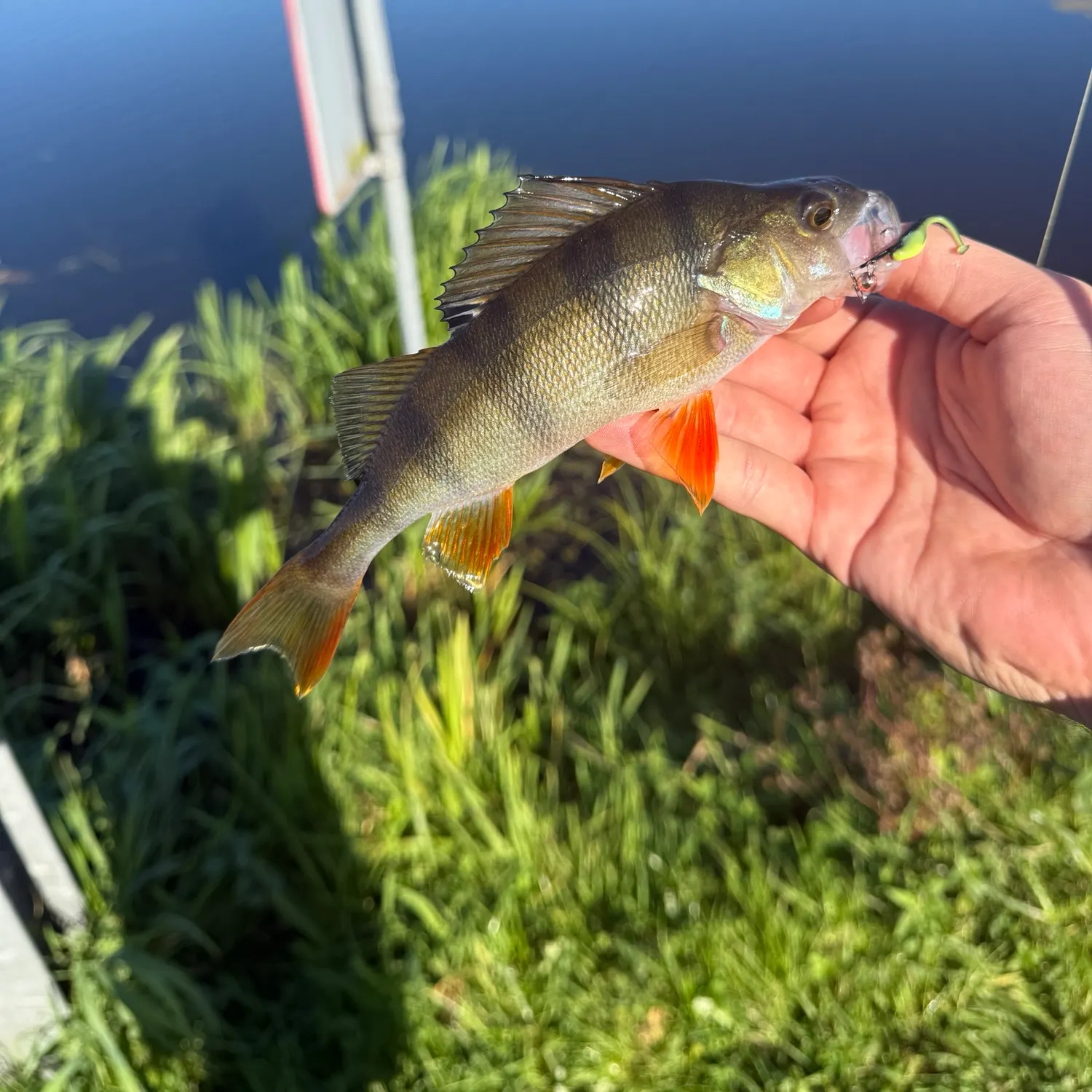 European perch caught on Fishbrain