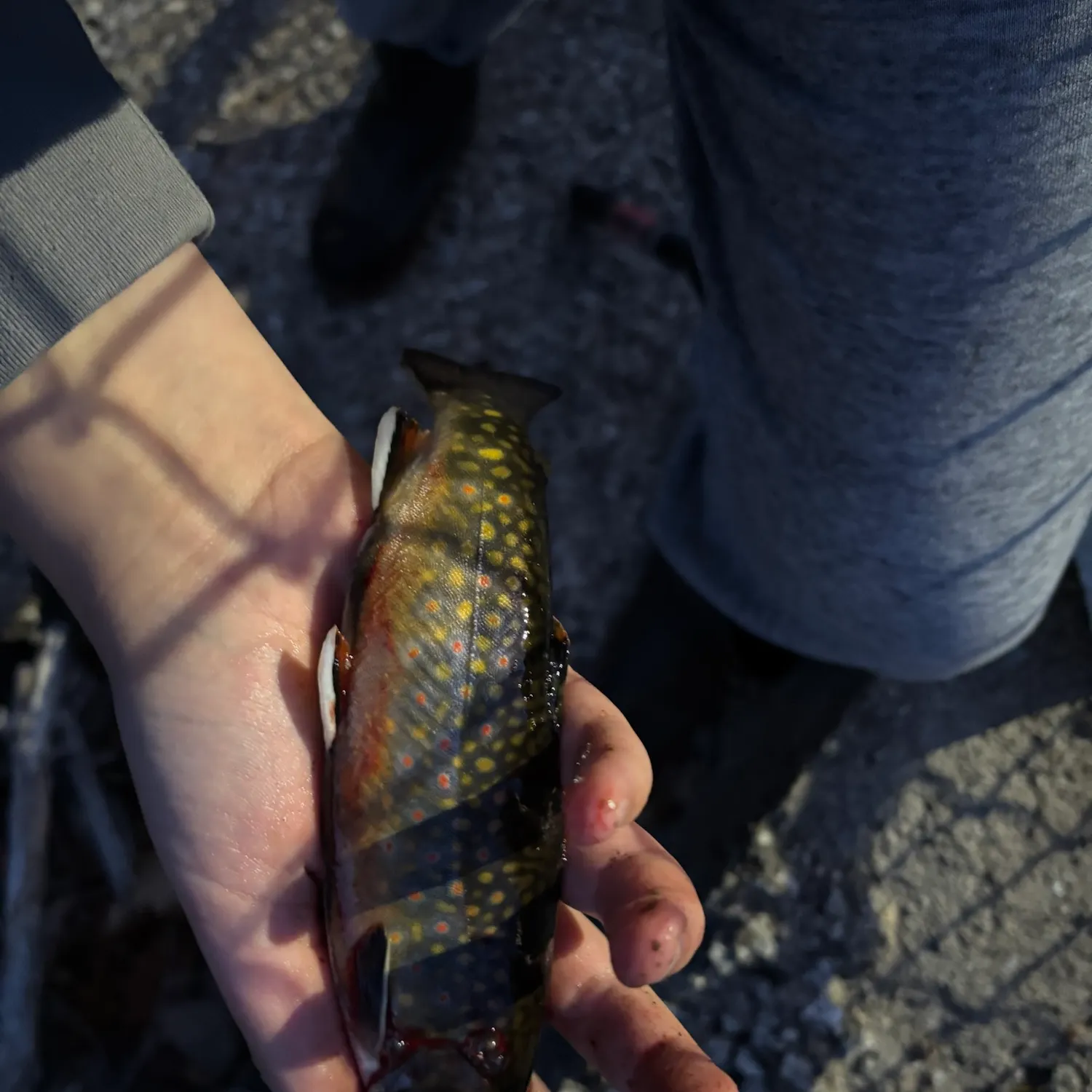 Brook trout caught on Fishbrain