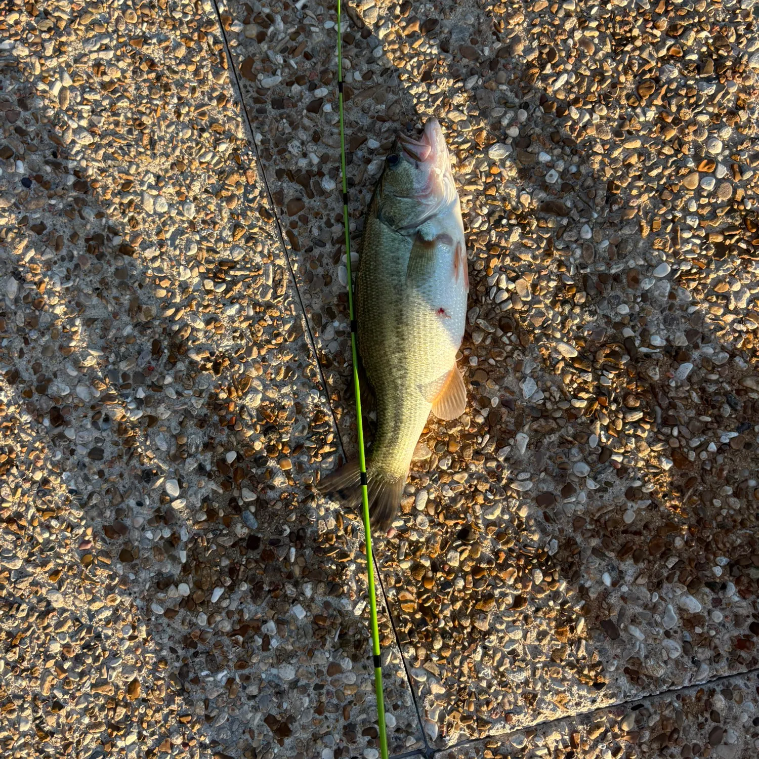Largemouth bass caught on Fishbrain
