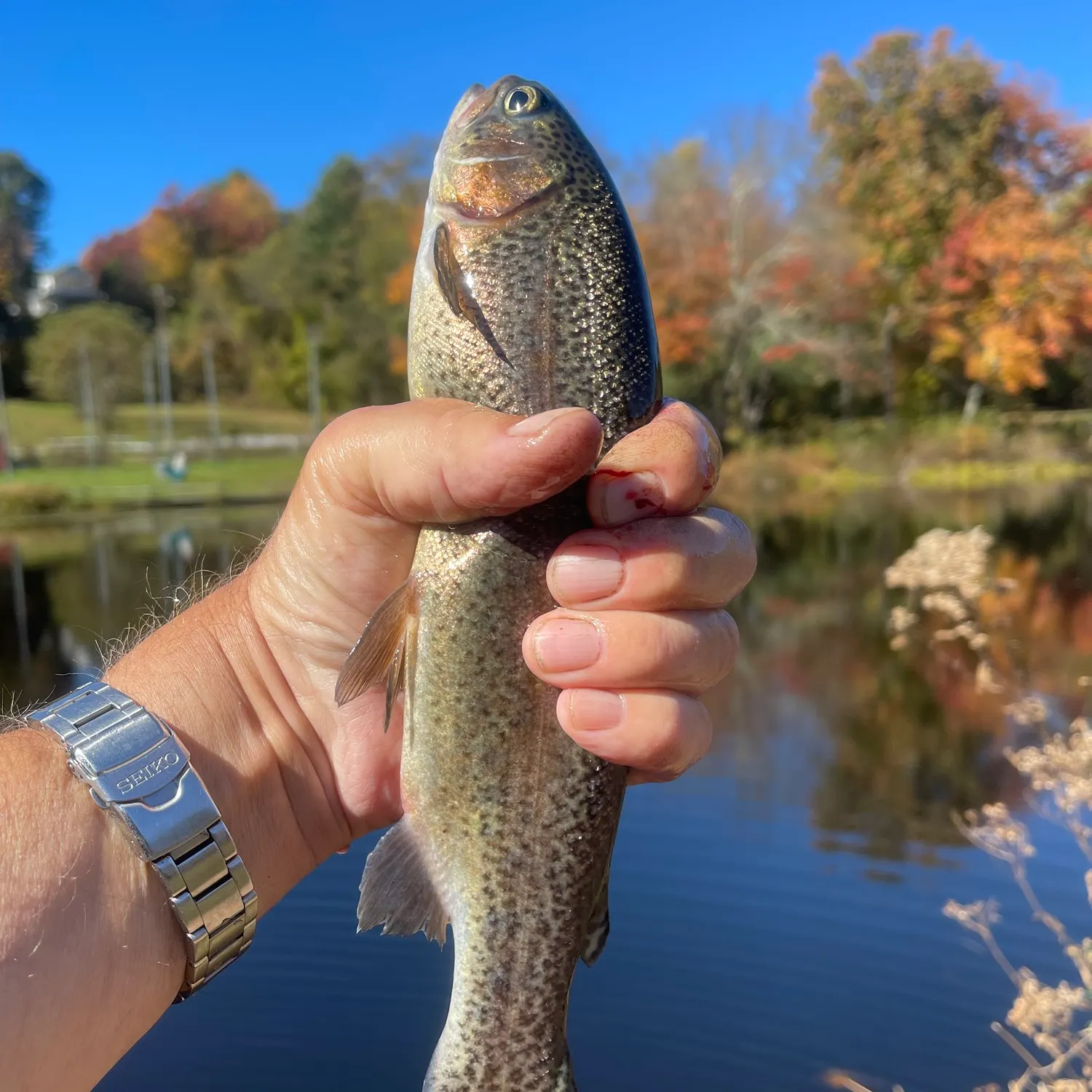 Rainbow trout caught on Fishbrain