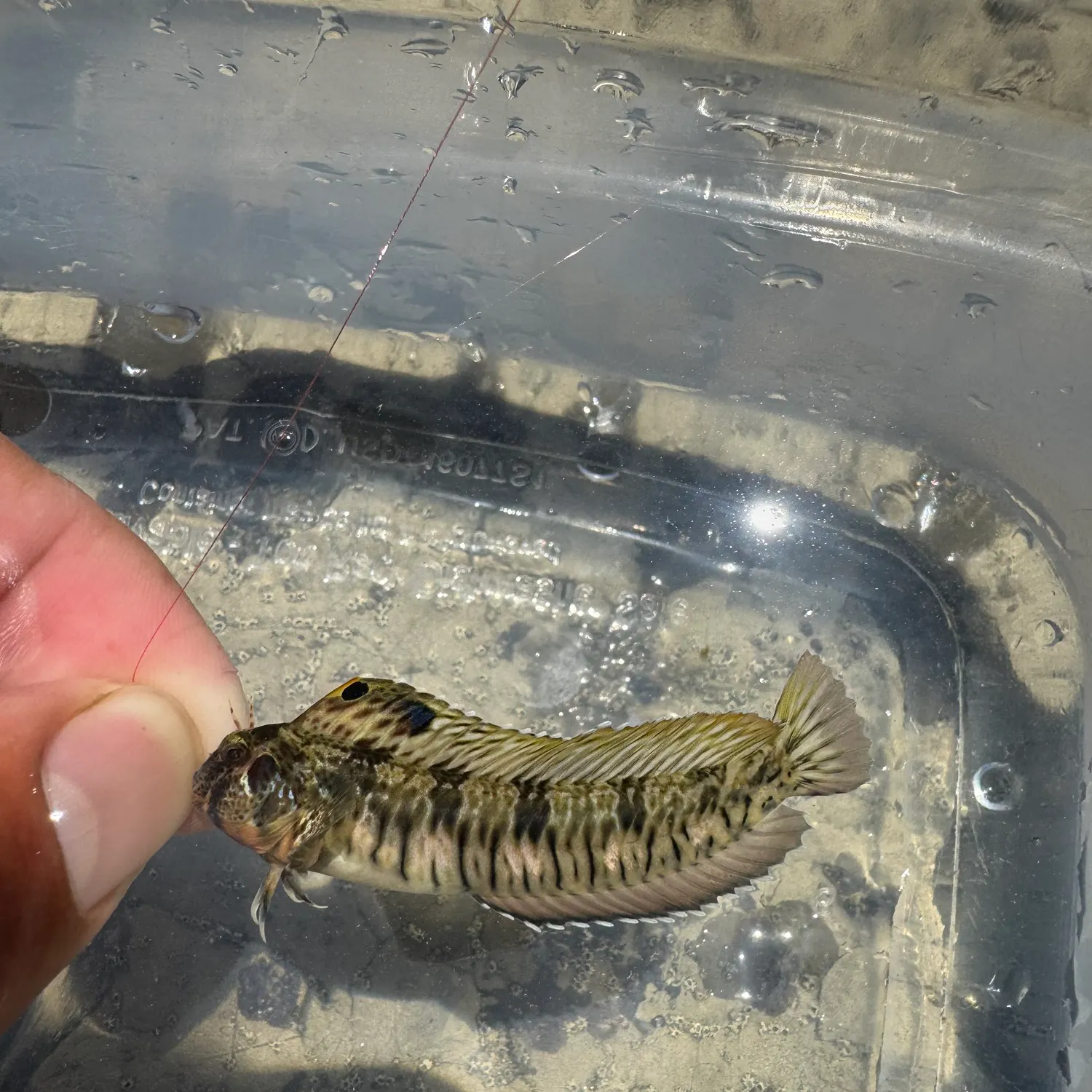 Fish caught on Fishbrain