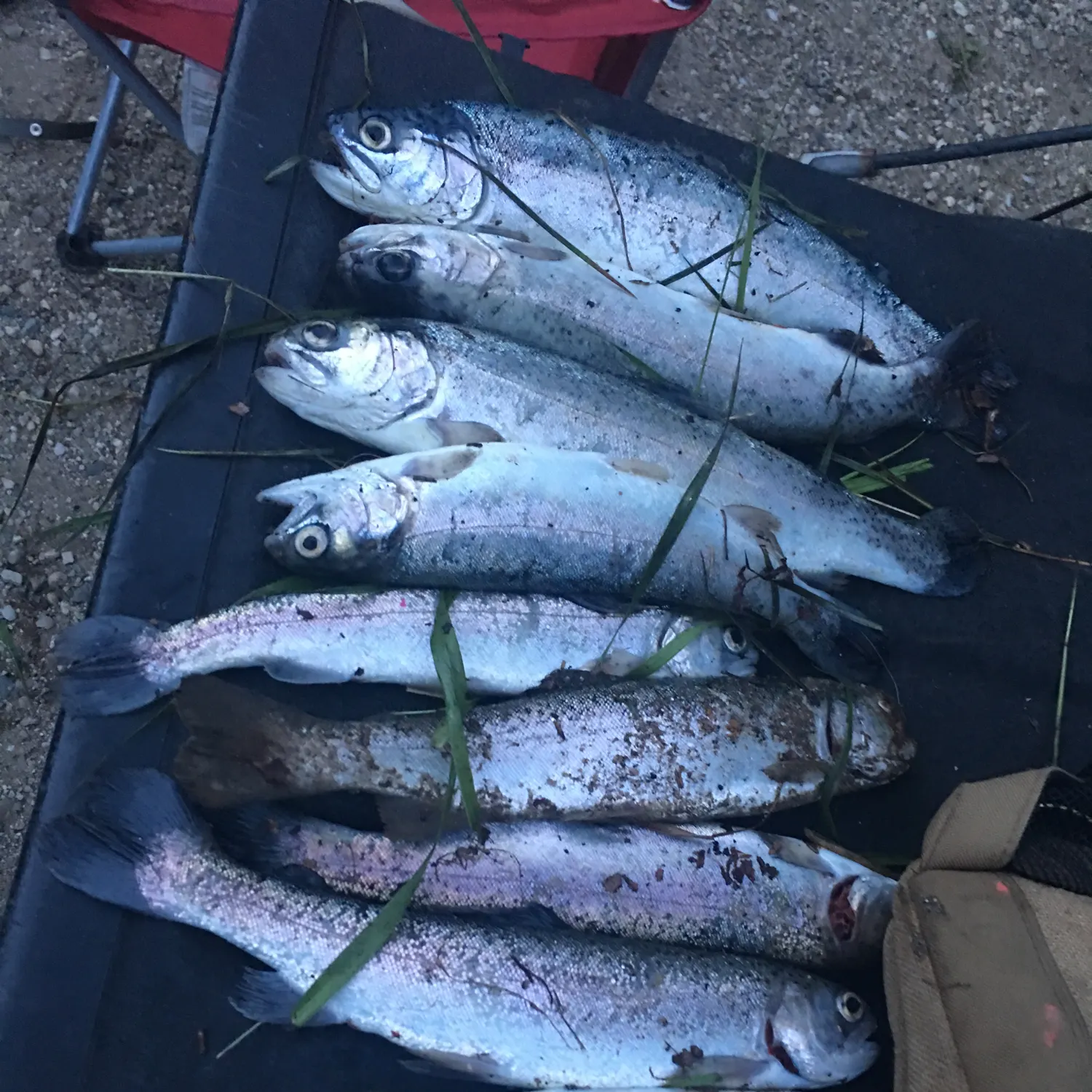 recently logged catches