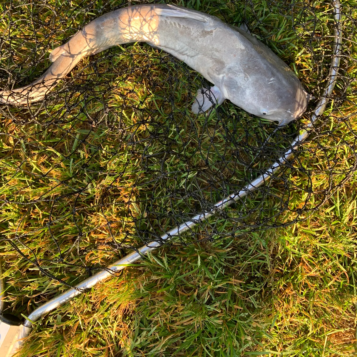 Blue catfish caught on Fishbrain