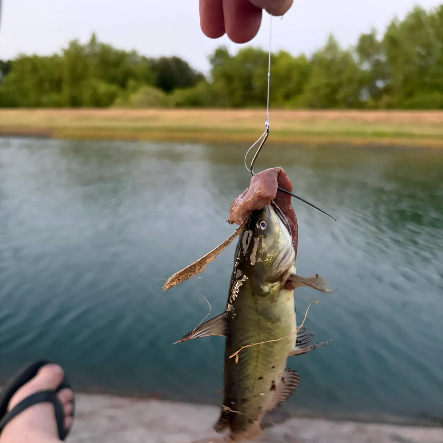 Channel catfish caught on Fishbrain