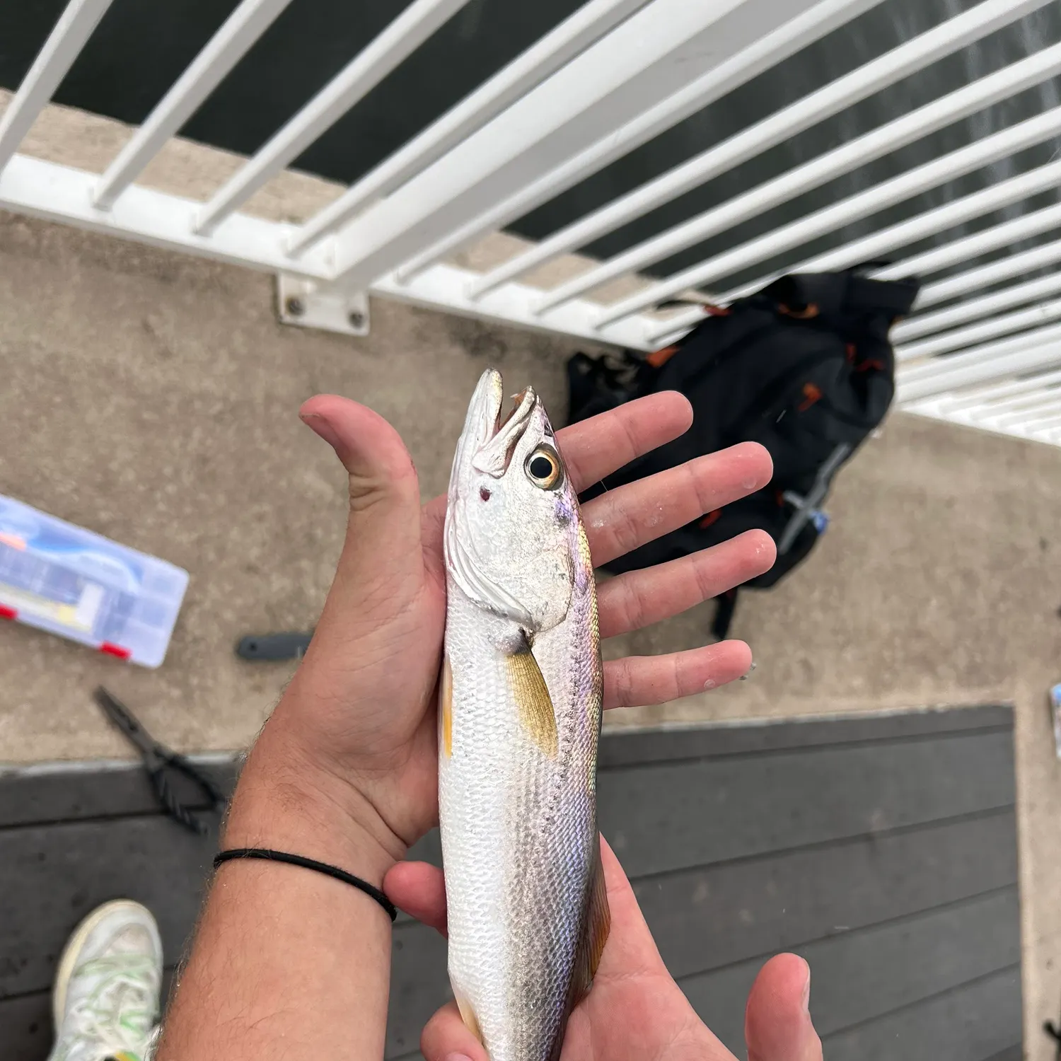 Sand seatrout caught on Fishbrain