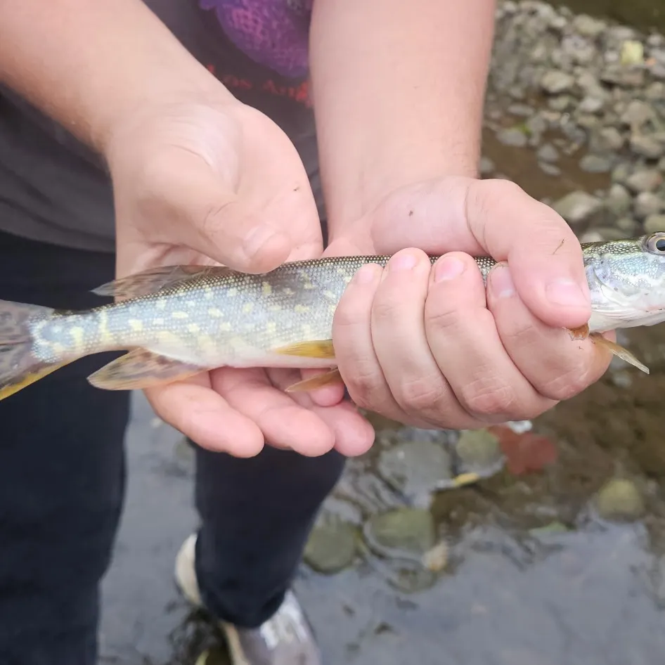 Northern pike caught on Fishbrain